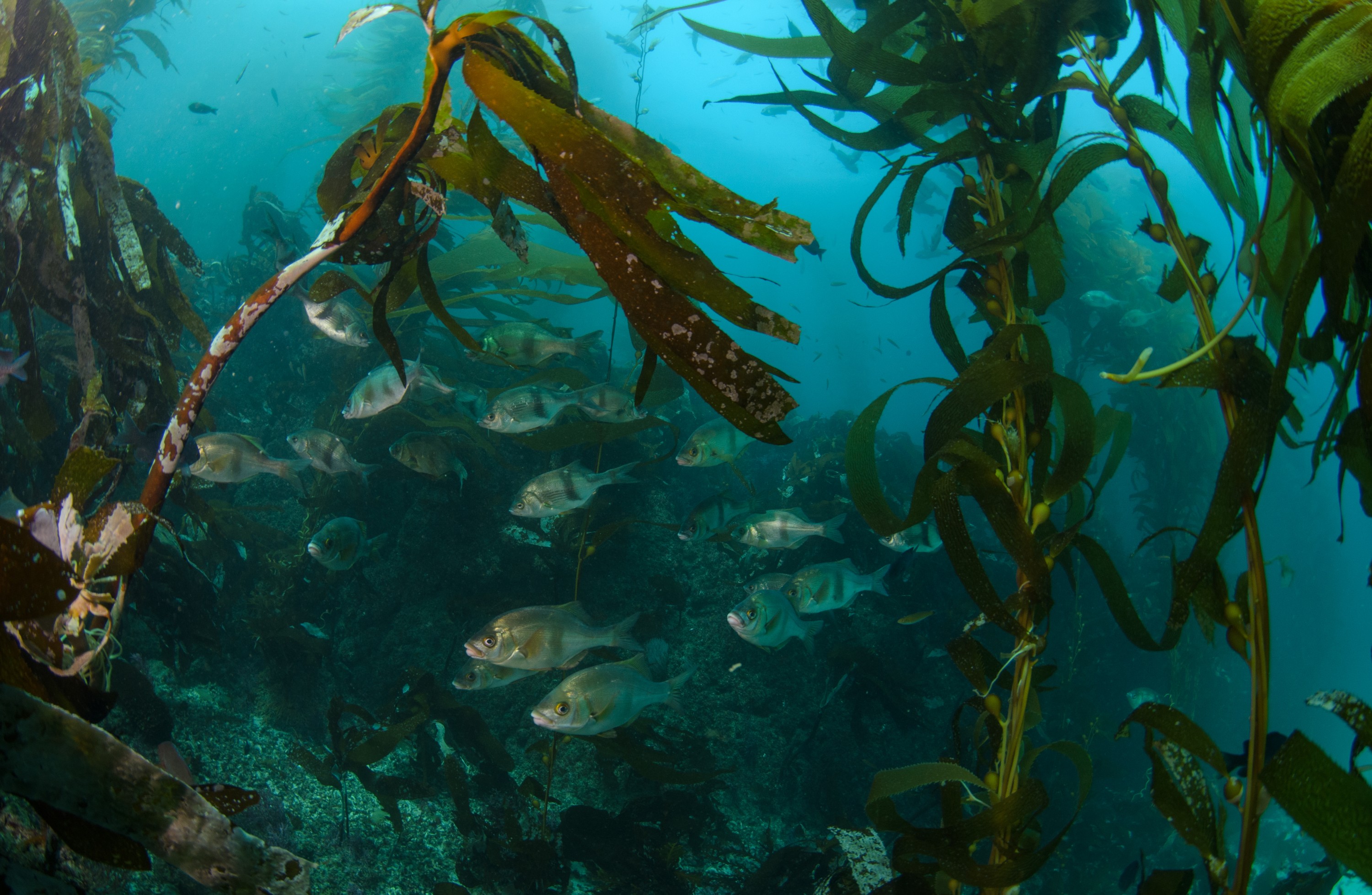 DSC_8957 – 2016, America, Channel, Crispin, Islands, September, U.S.A., USA, california, forest, kelp, seacology, seacologynz.com