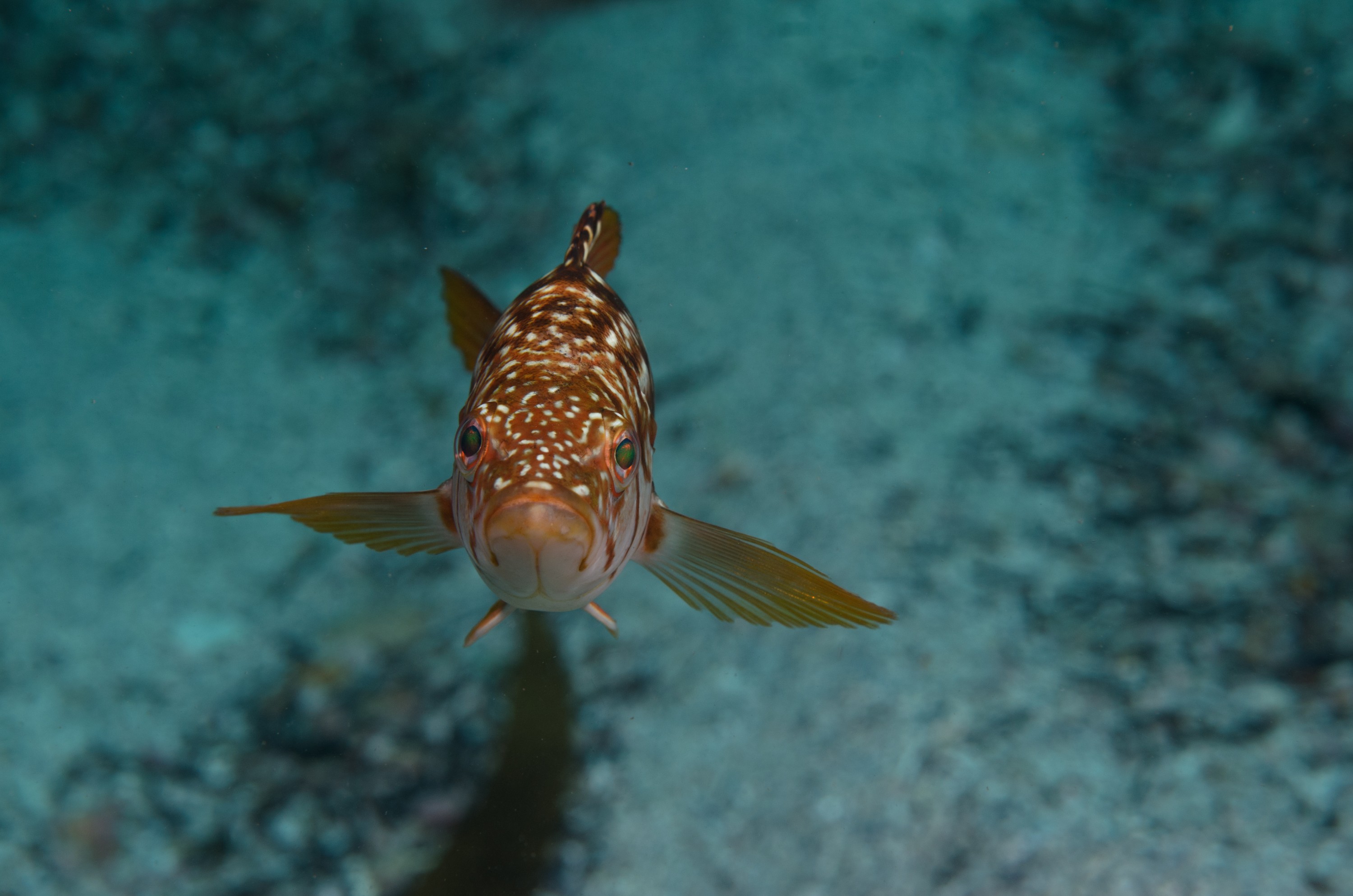 DSC_9014 – 2016, America, Channel, Crispin, Islands, September, U.S.A., USA, california, rockfish, seacology, seacologynz.com