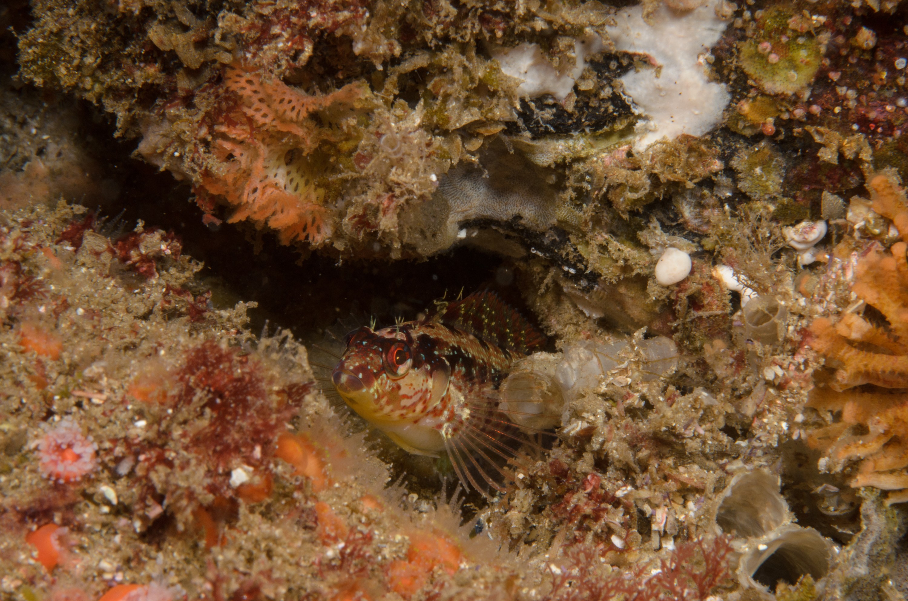 DSC_9080 – 2016, Alloclinus, America, Channel, Crispin, Island, Islands, Kelpfish, September, U.S.A., USA, california, fish, holderi, kelp, seacology, seacologynz.com