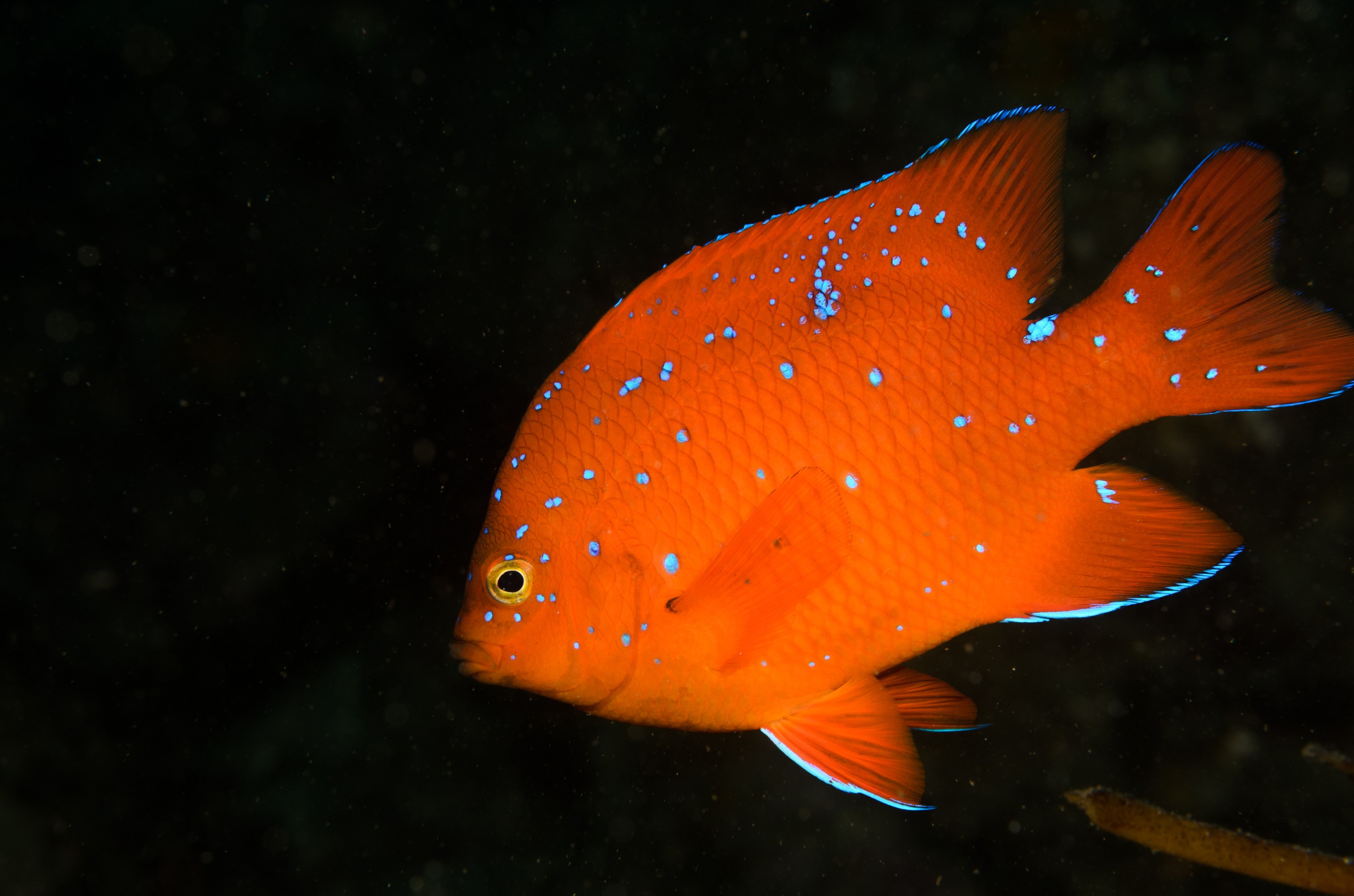 DSC_9125 – 2016, America, Channel, Crispin, Garibaldi, Hypsypops, Islands, Peace, September, U.S.A., USA, california, damselfish, rubicundus, seacology, seacologynz.com