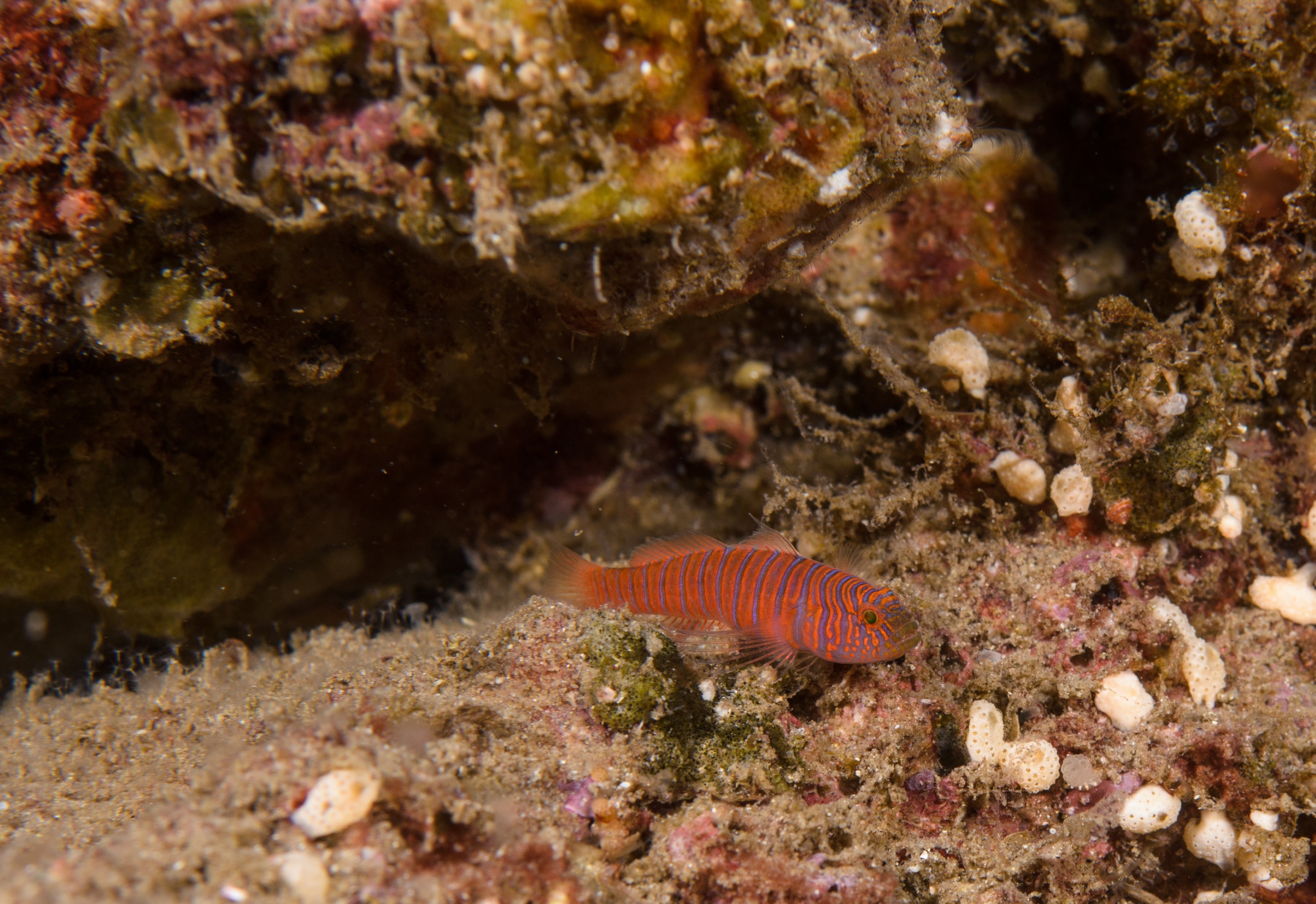 DSC_9133 – 2016, America, Channel, Crispin, Islands, Lythrypnus, September, U.S.A., USA, california, goby, seacology, seacologynz.com, zebra