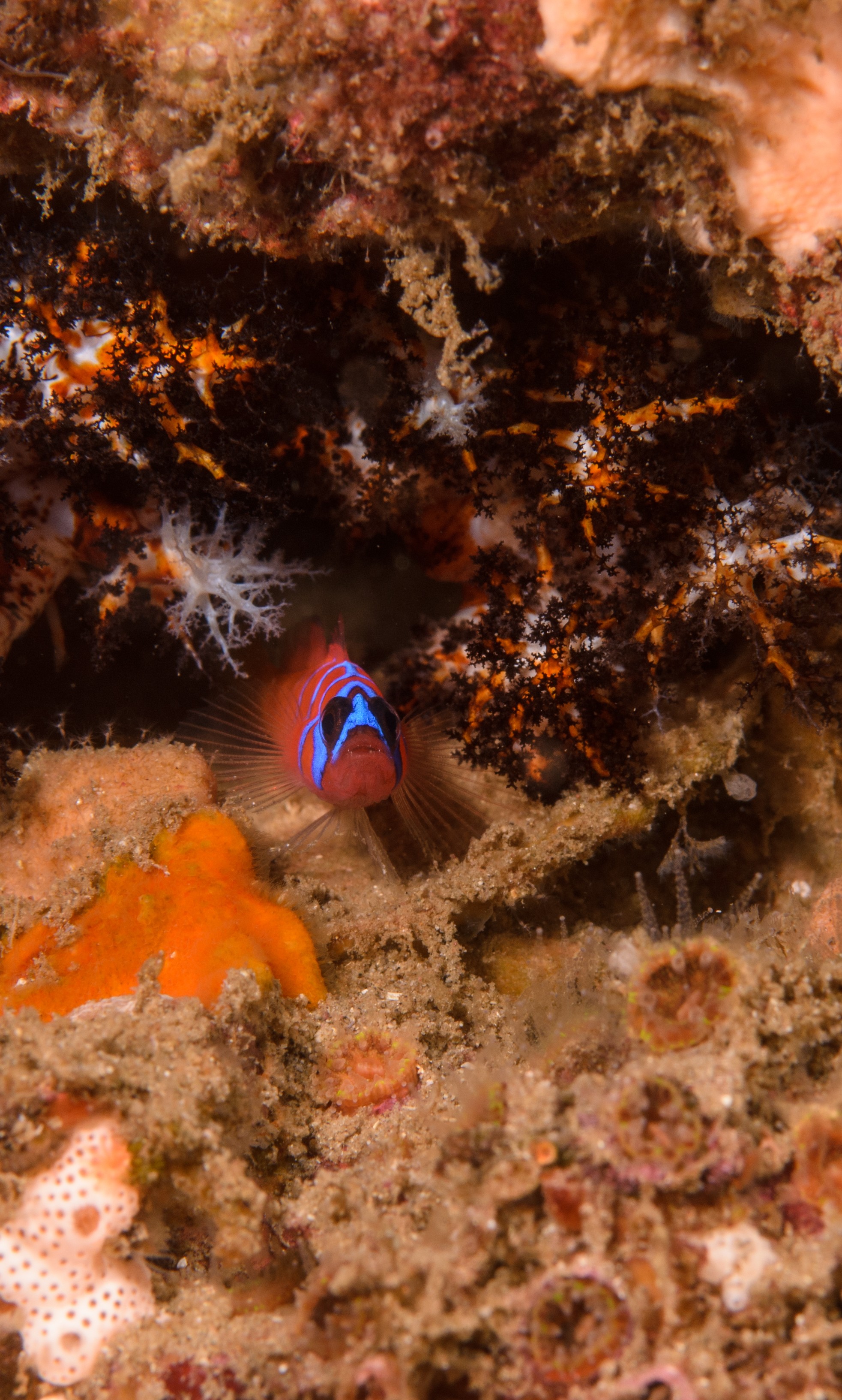 DSC_9150 – 2016, America, Channel, Crispin, Islands, Lythrypnus, September, U.S.A., USA, banded, blue, california, dalli, goby, seacology, seacologynz.com