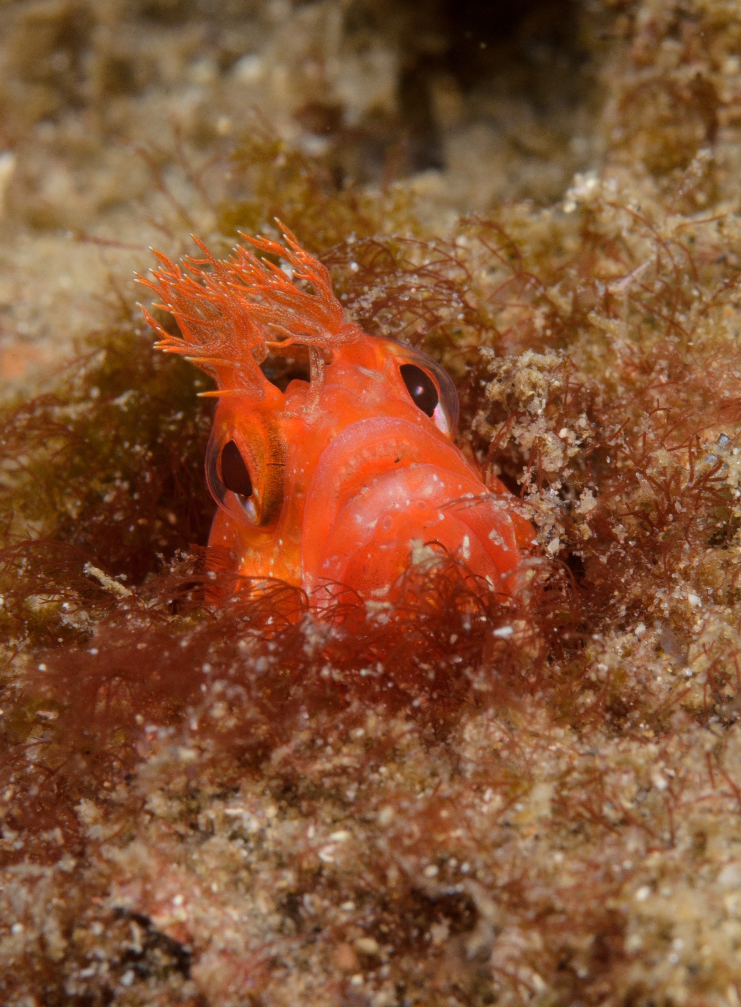 DSC_9203 – 2016, America, Channel, Crispin, Fringehead, Islands, September, U.S.A., USA, Yellowfin, california, fisn, fringe, head Neoclinus, seacology, seacologynz.com, stephensae, yellow