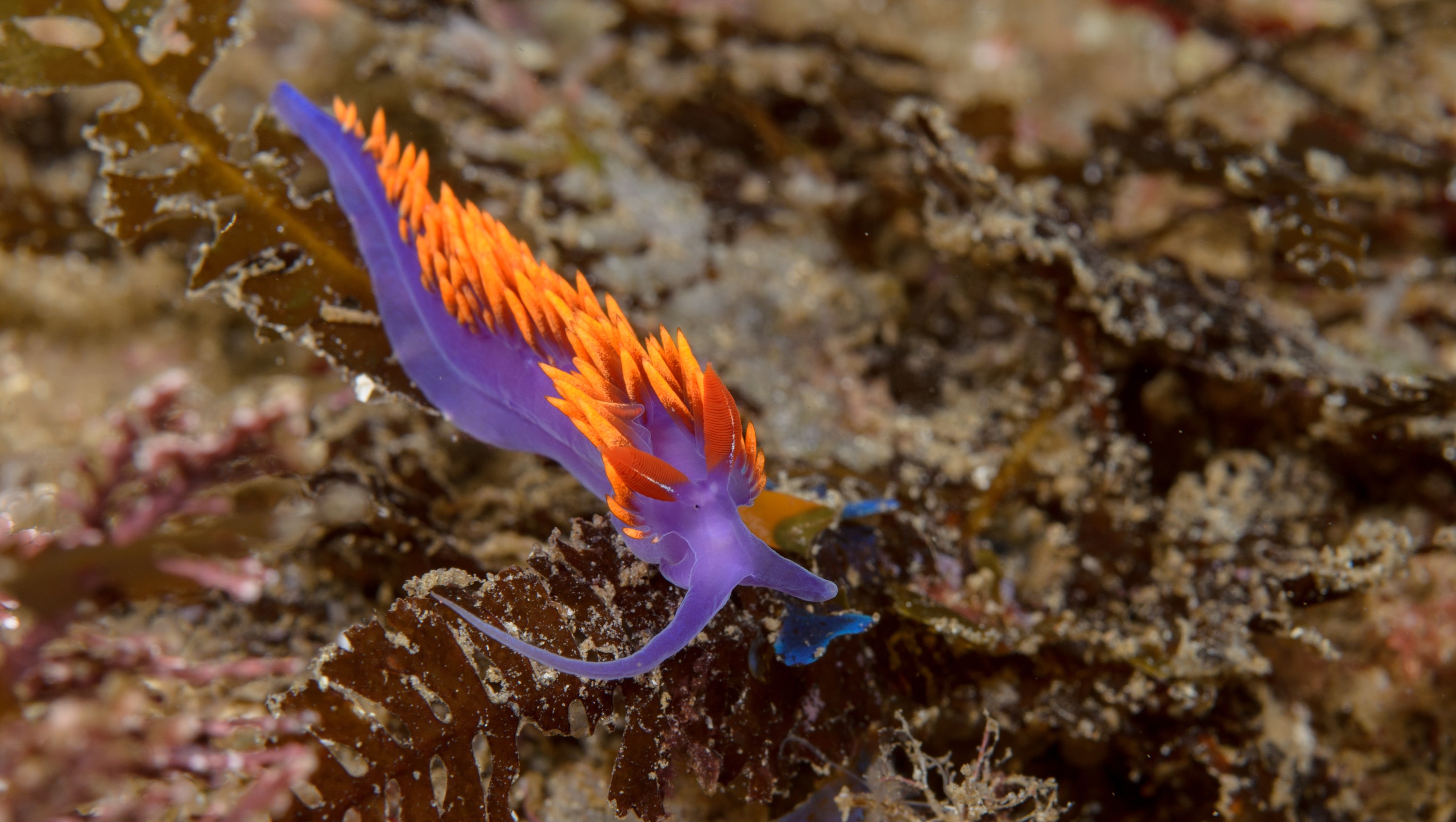 DSC_9232 – 2016, America, Channel, Crispin, Flabellina, Islands, September, Spanish, U.S.A., USA, california, iodinea, nudibranch, seacology, seacologynz.com, seaslug, shawl, slug