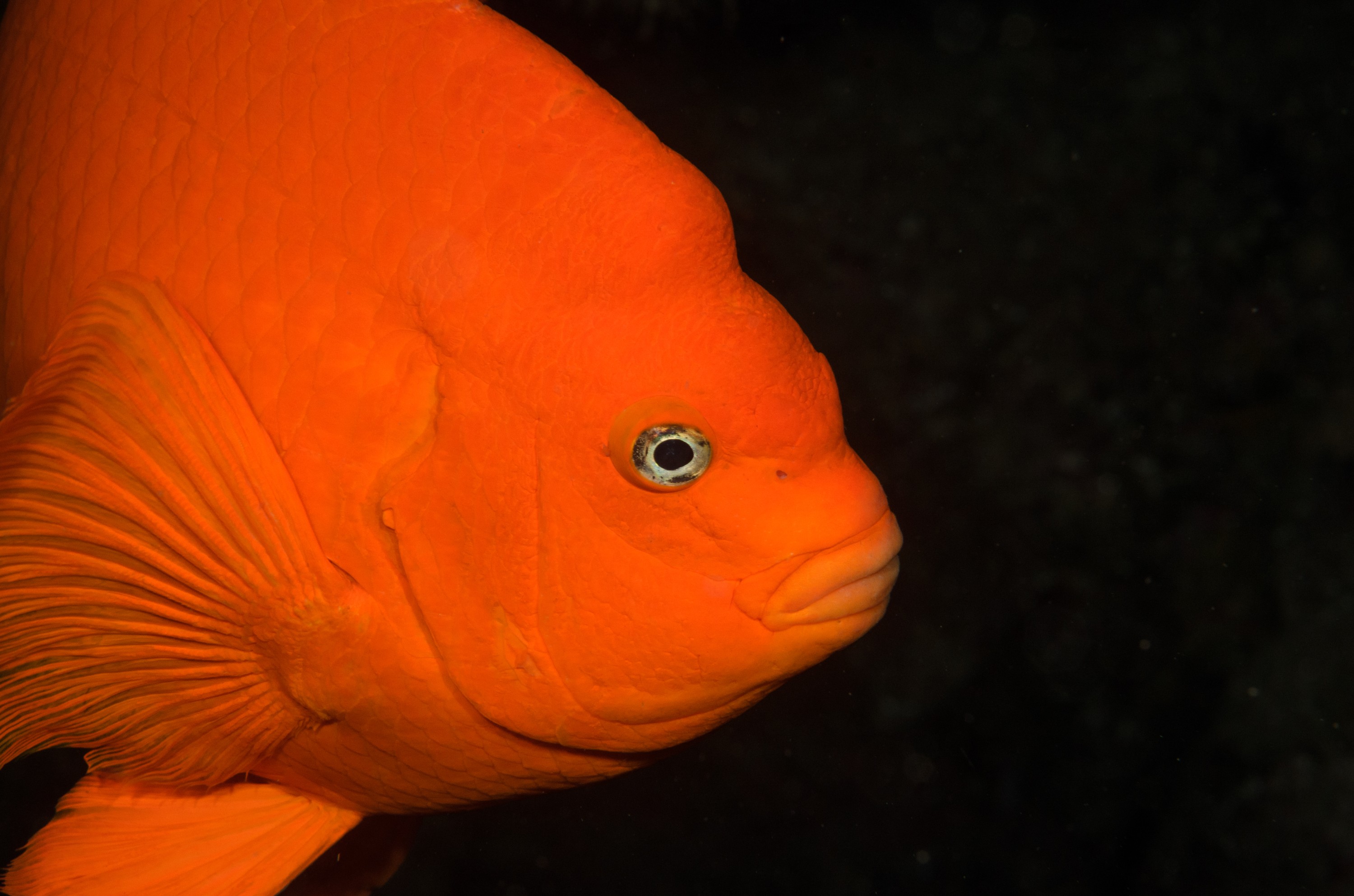 DSC_9264 – 2016, America, Channel, Crispin, Garibaldi, Hypsypops, Islands, Peace, September, U.S.A., USA, california, damselfish, rubicundus, seacology, seacologynz.com