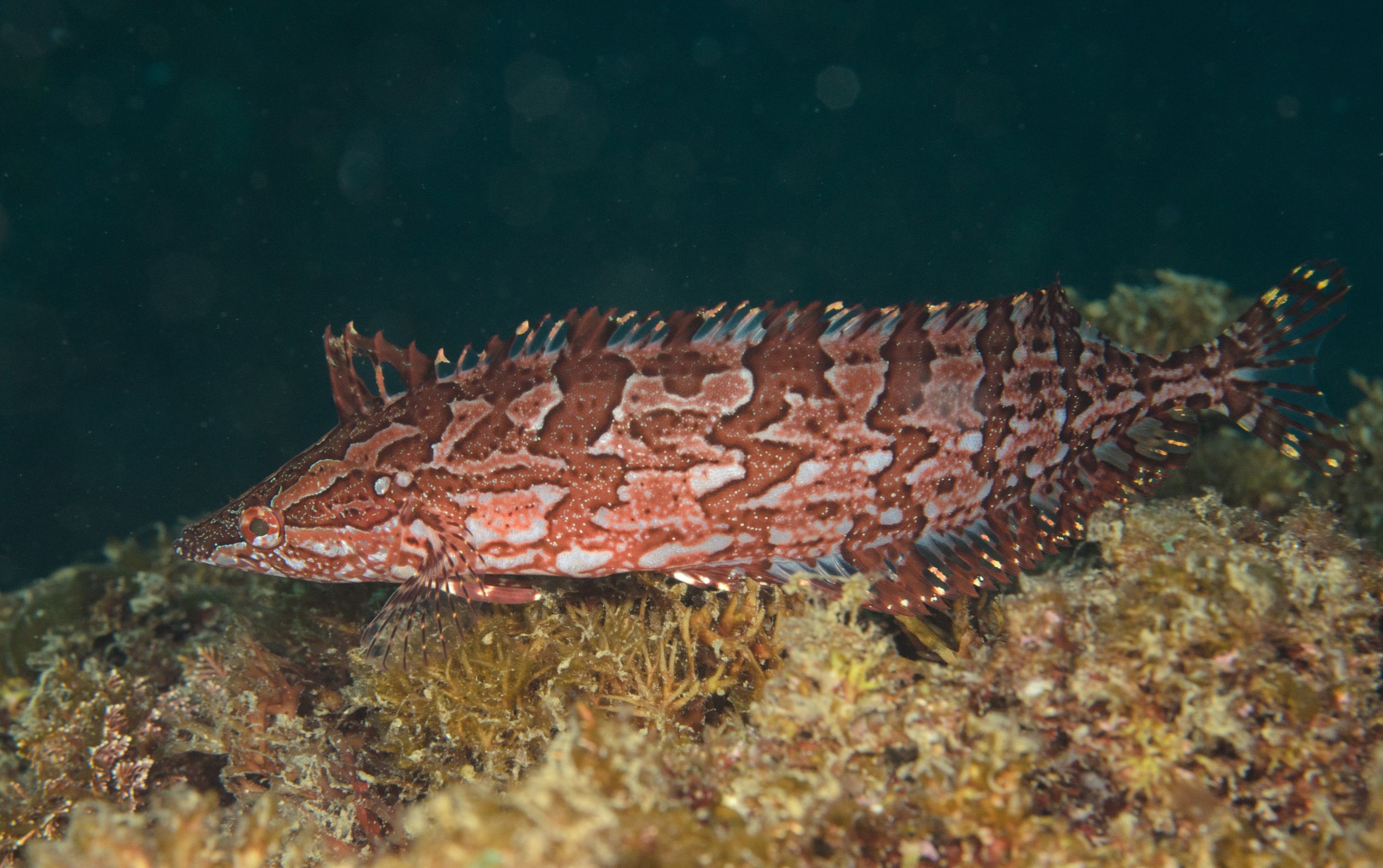 DSC_9267 – 2016, America, Channel, Crispin, Giant, Heterostichus, Islands, Kelpfish, September, U.S.A., USA, california, fish, kelp, rostratus, seacology, seacologynz.com
