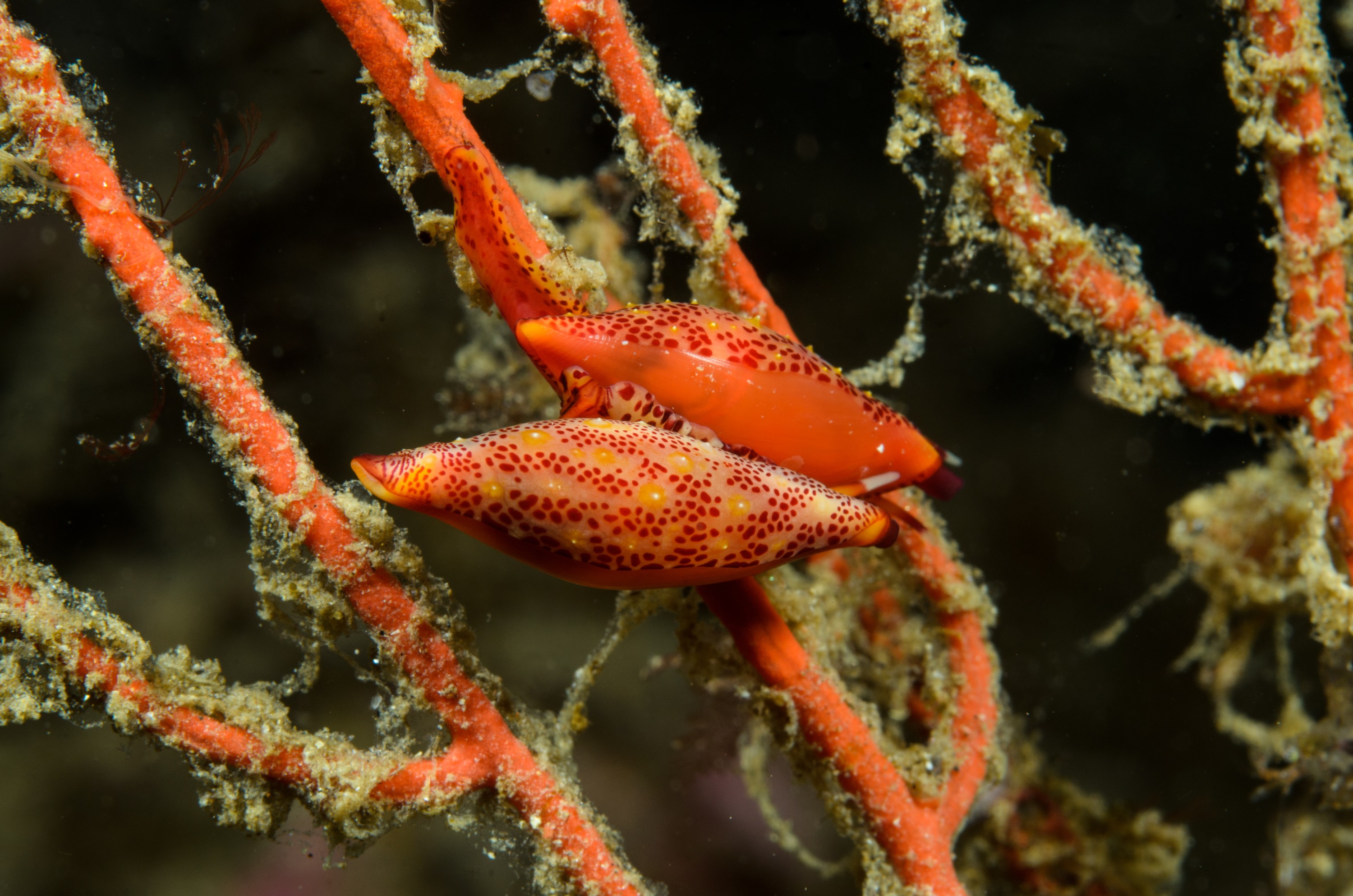 DSC_9328 – 2016, America, Channel, Crispin, Islands, September, Simnia, U.S.A., USA, aequalis, california, seacology, seacologynz.com