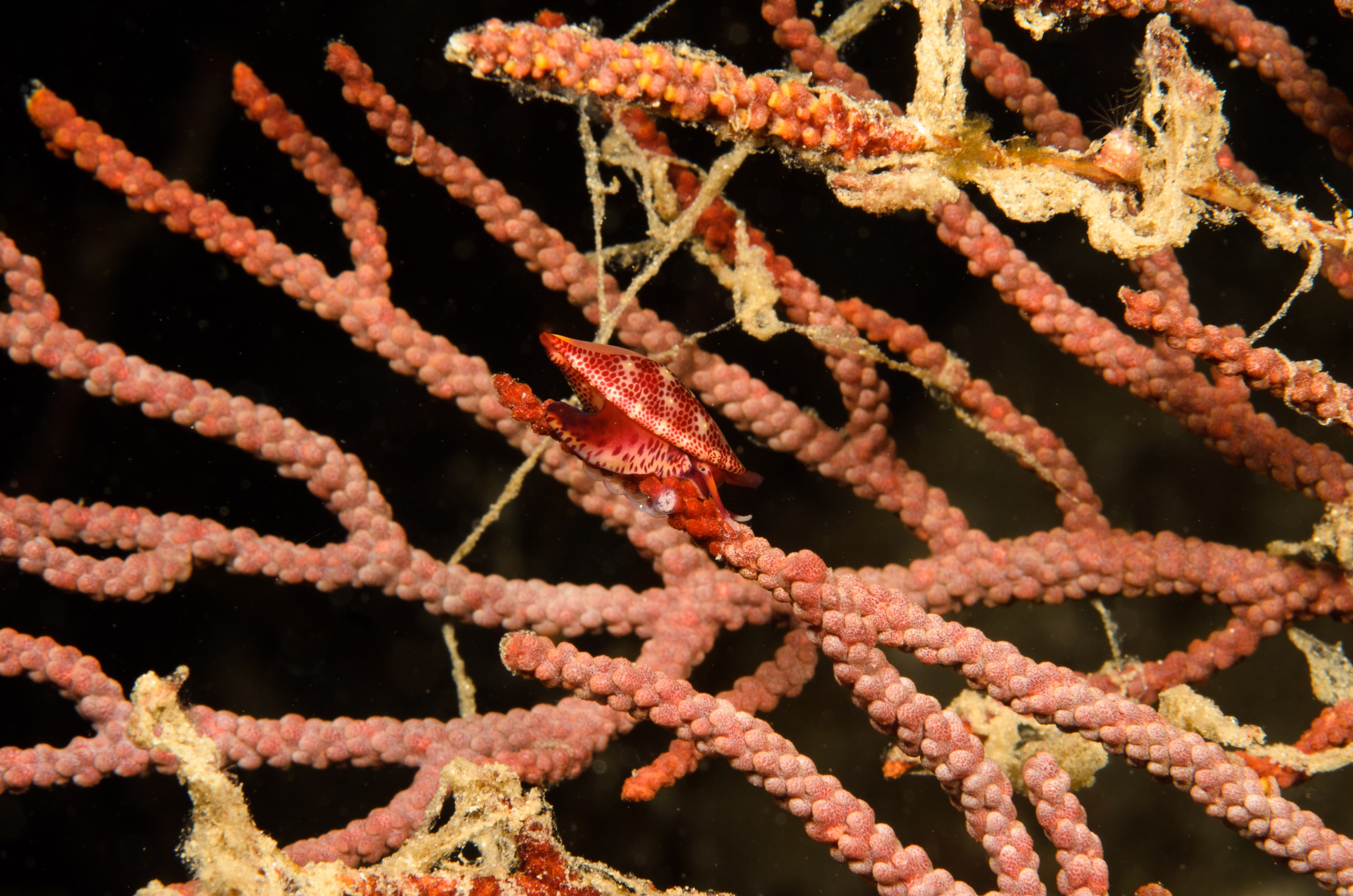 DSC_9345 – 2016, America, Channel, Crispin, Islands, September, Simnia, U.S.A., USA, aequalis, california, seacology, seacologynz.com
