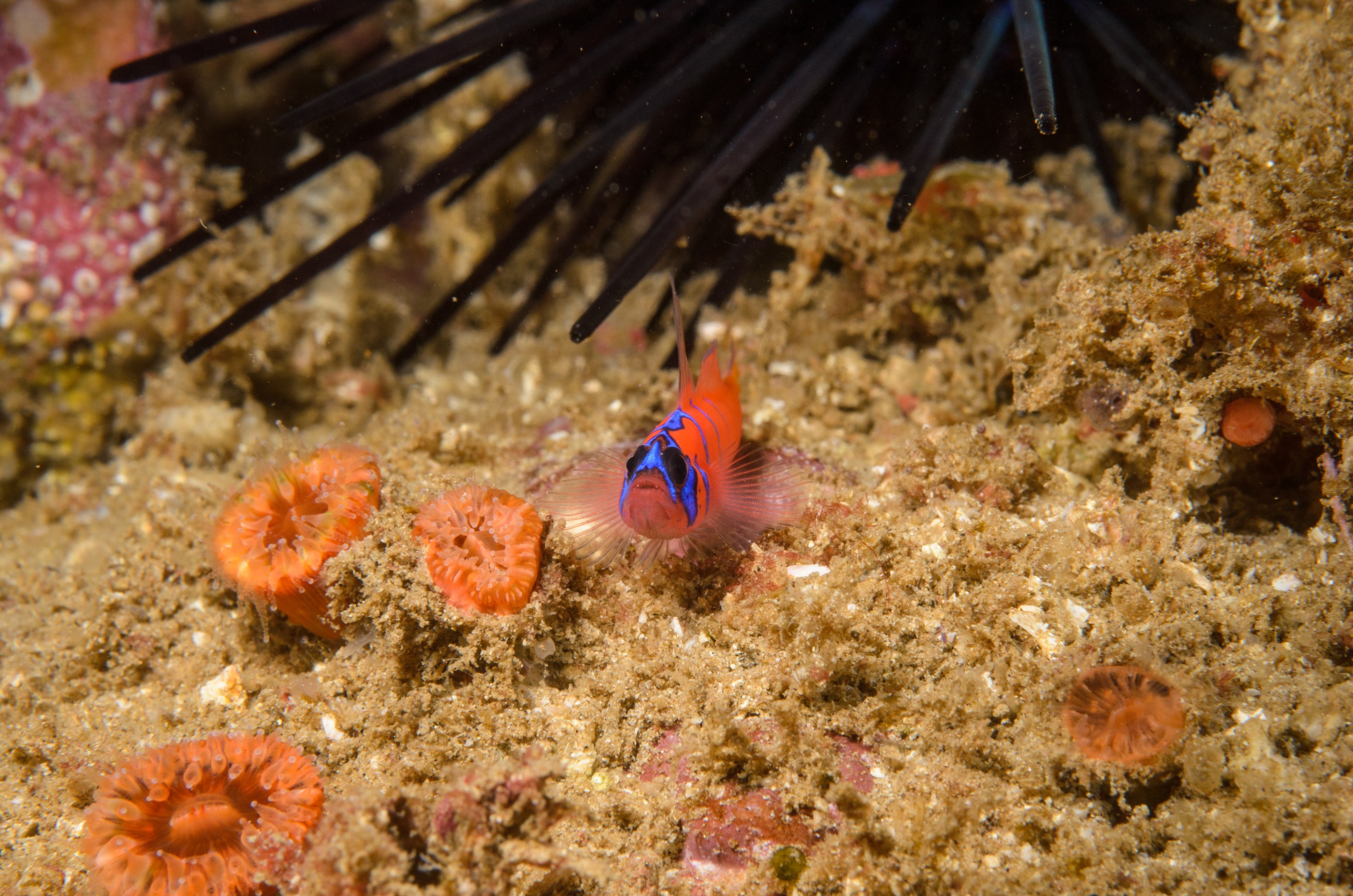 DSC_9383 – 2016, America, Channel, Crispin, Islands, Lythrypnus, September, U.S.A., USA, banded, blue, california, dalli, goby, seacology, seacologynz.com