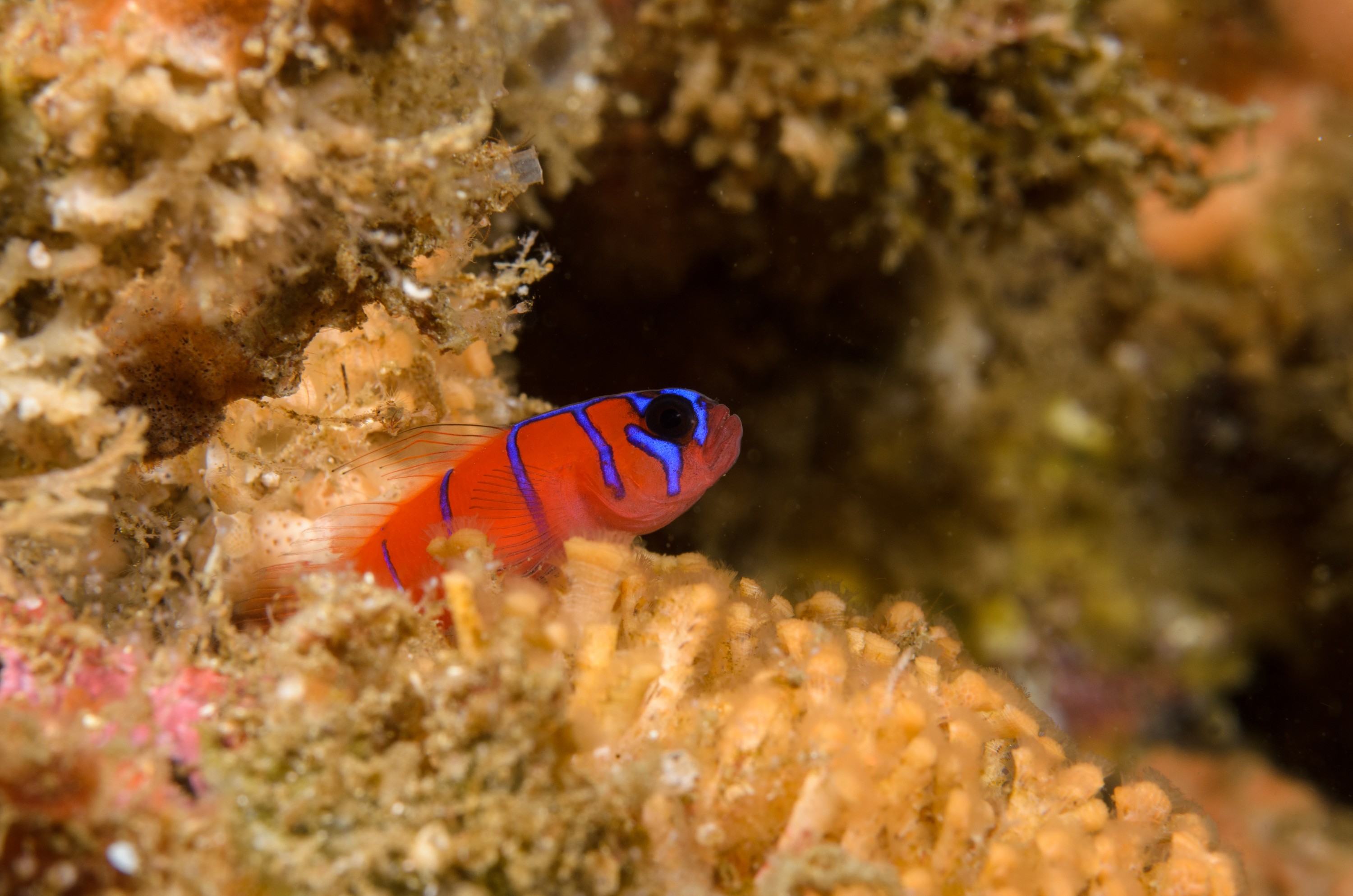 DSC_9403 – 2016, America, Channel, Crispin, Islands, Lythrypnus, September, U.S.A., USA, banded, blue, california, dalli, goby, seacology, seacologynz.com