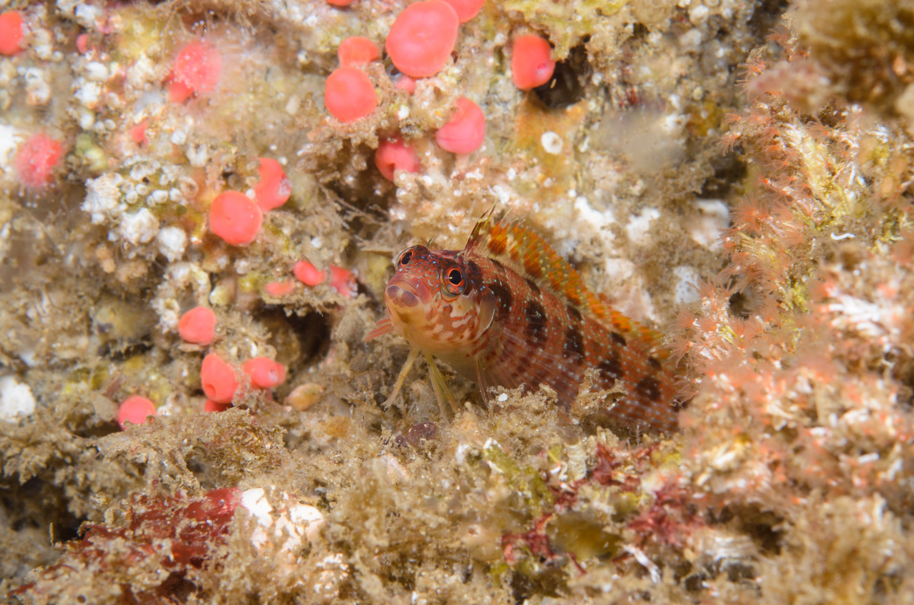 DSC_9407 – 2016, Alloclinus, America, Channel, Crispin, Island, Islands, Kelpfish, September, U.S.A., USA, california, fish, holderi, kelp, seacology, seacologynz.com