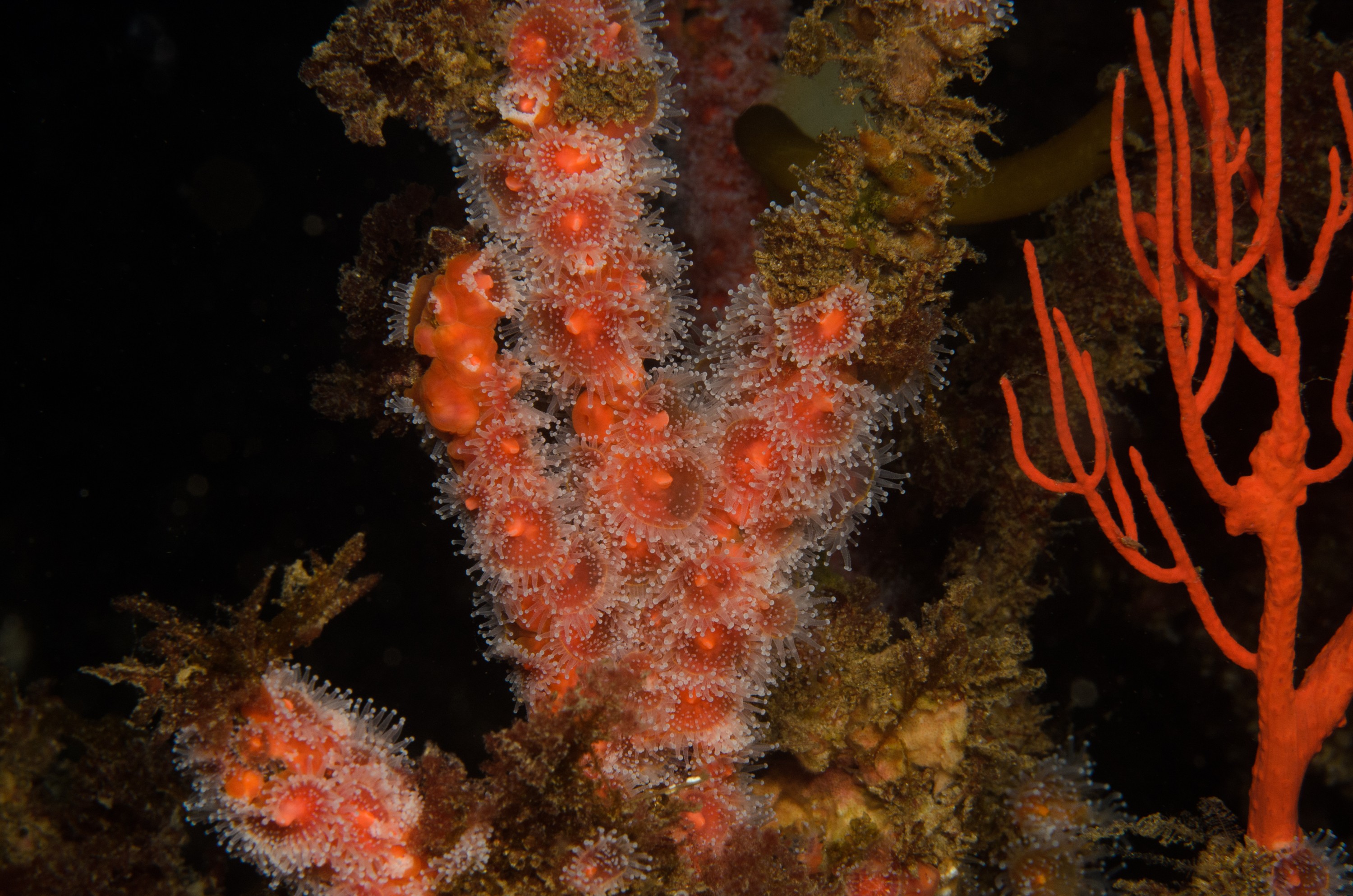 DSC_9425 – 2016, America, Anemone, Channel, Club, Corynactis, Crispin, Islands, September, Tipped, U.S.A., USA, california, californica, seacology, seacologynz.com