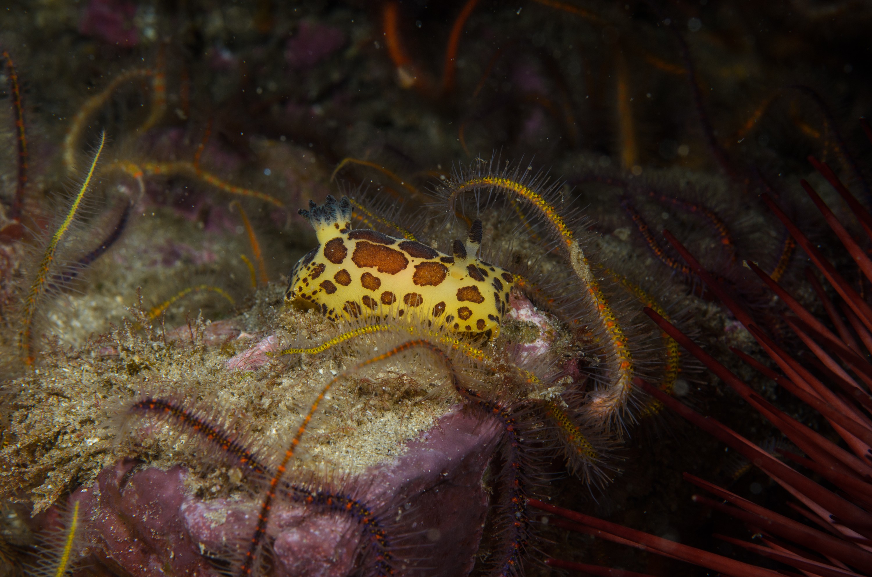 DSC_9449 – 2016, America, Channel, Crispin, Islands, September, U.S.A., USA, california, nudibranch, seacology, seacologynz.com, seaslug, slug