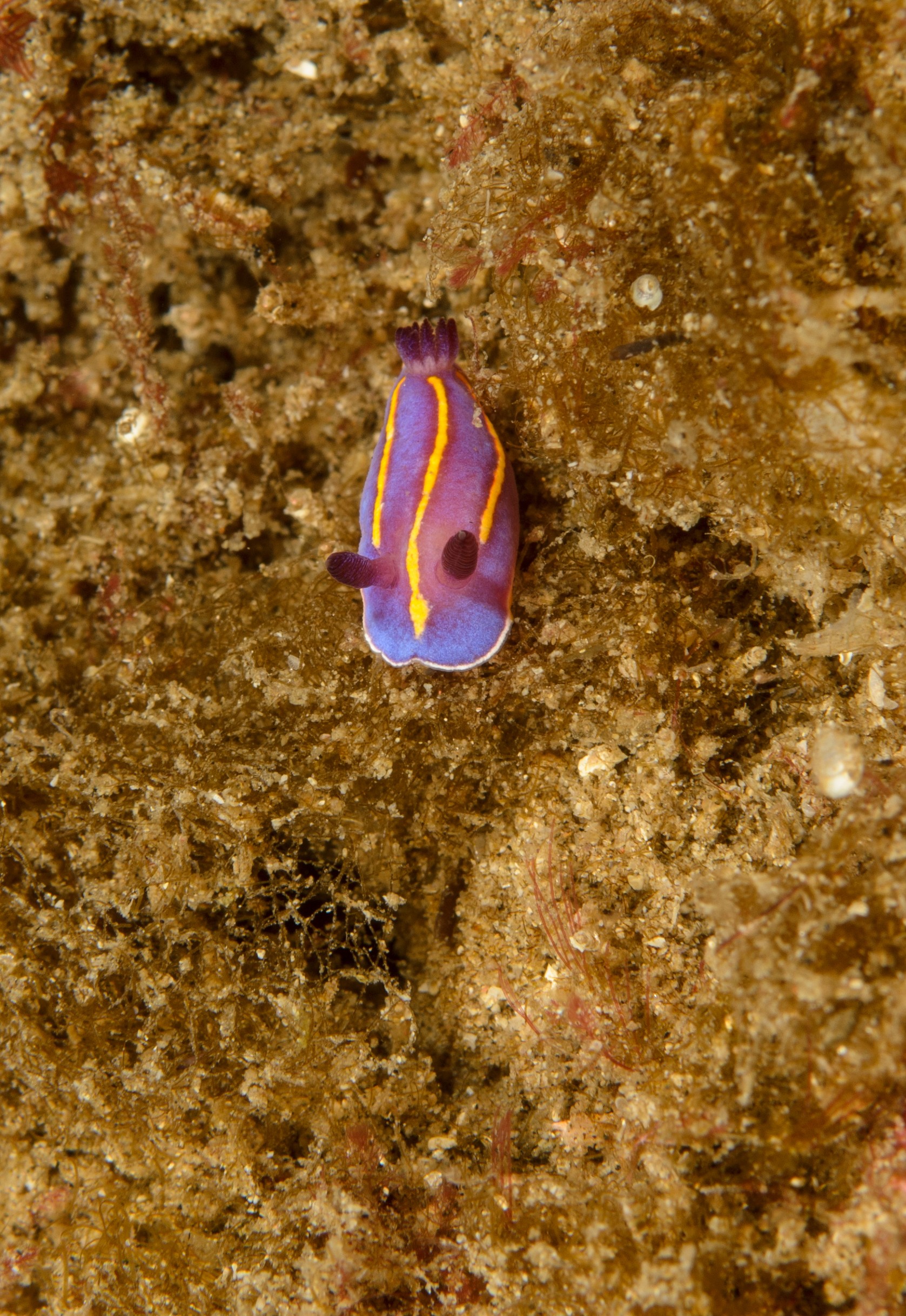 DSC_9454 – 2016, America, Channel, Chromodoris, Crispin, Islands, September, U.S.A., USA, california, macfarlandi, nudibranch, seacology, seacologynz.com, seaslug, slug
