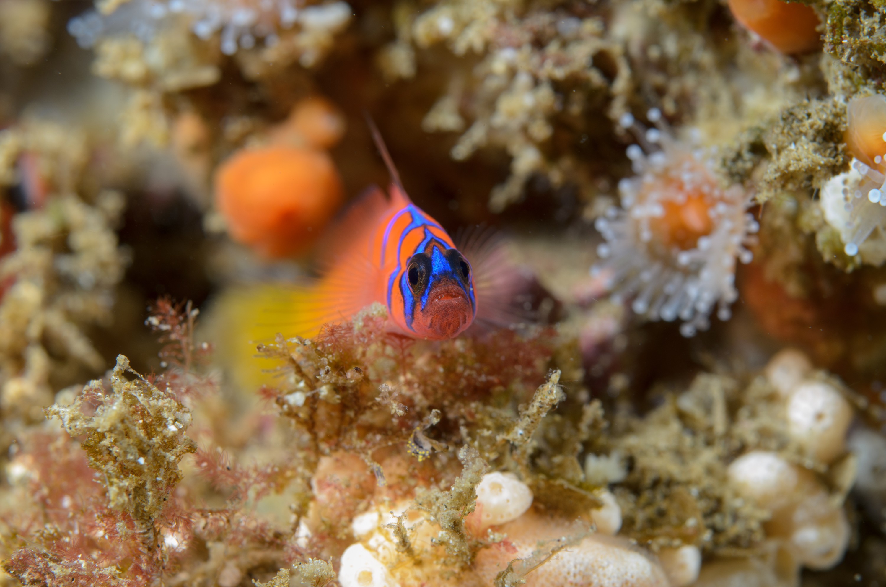 DSC_9518 – 2016, America, Channel, Crispin, Islands, Lythrypnus, September, U.S.A., USA, banded, blue, california, dalli, goby, seacology, seacologynz.com