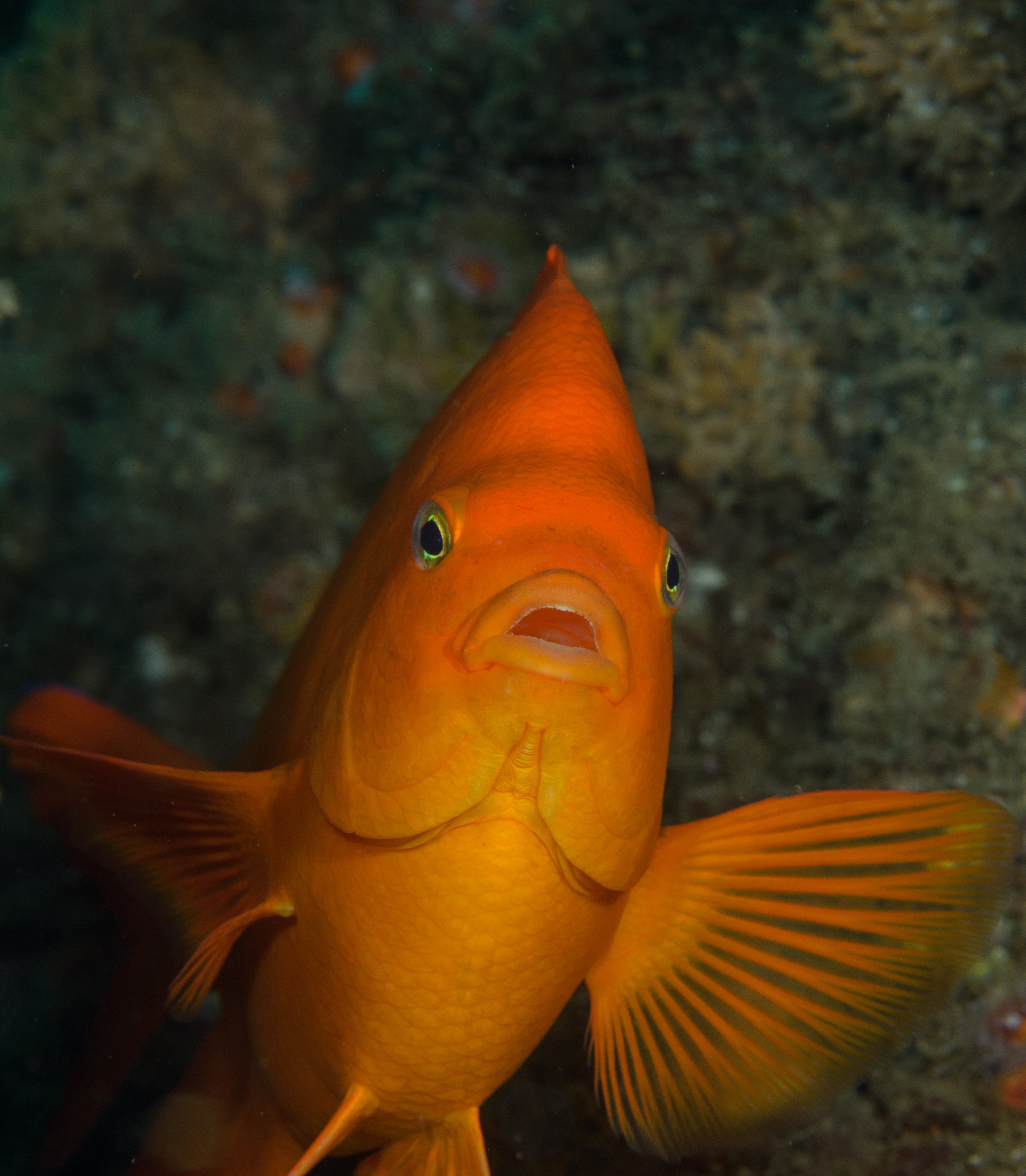 DSC_9522 – 2016, America, Channel, Crispin, Garibaldi, Hypsypops, Islands, Peace, September, U.S.A., USA, california, damselfish, rubicundus, seacology, seacologynz.com