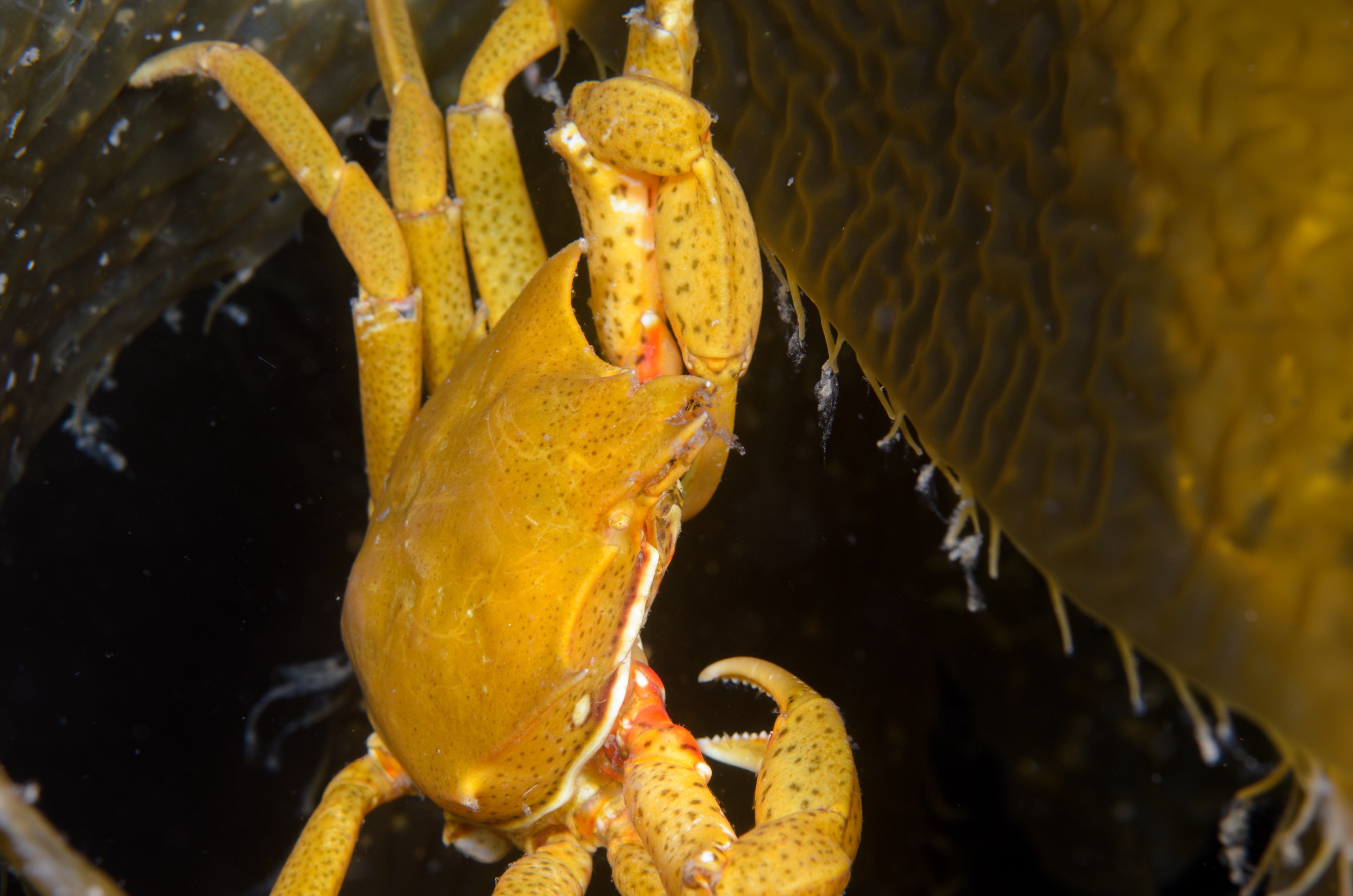 DSC_9539 – 2016, America, Channel, Crab, Crispin, Islands, Pugettia, September, U.S.A., USA, california, kelp, seacology, seacologynz.com, sp., species