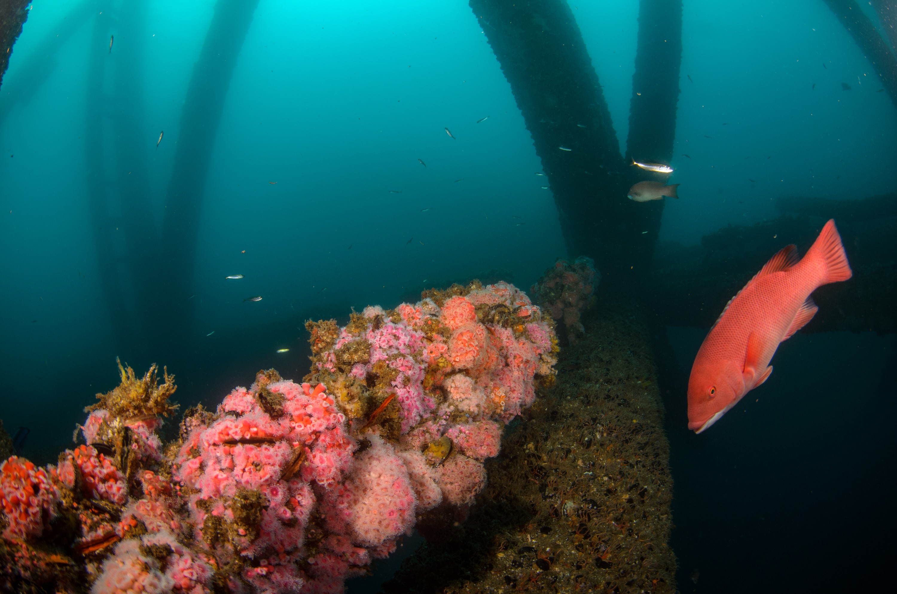 DSC_9787 – 2016, America, Crispin, Semicossyphus, September, U.S.A., USA, california, ellen, elly, head, oil, pulcher, rig, seacology, seacologynz.com, sheep, sheephead, wrasse