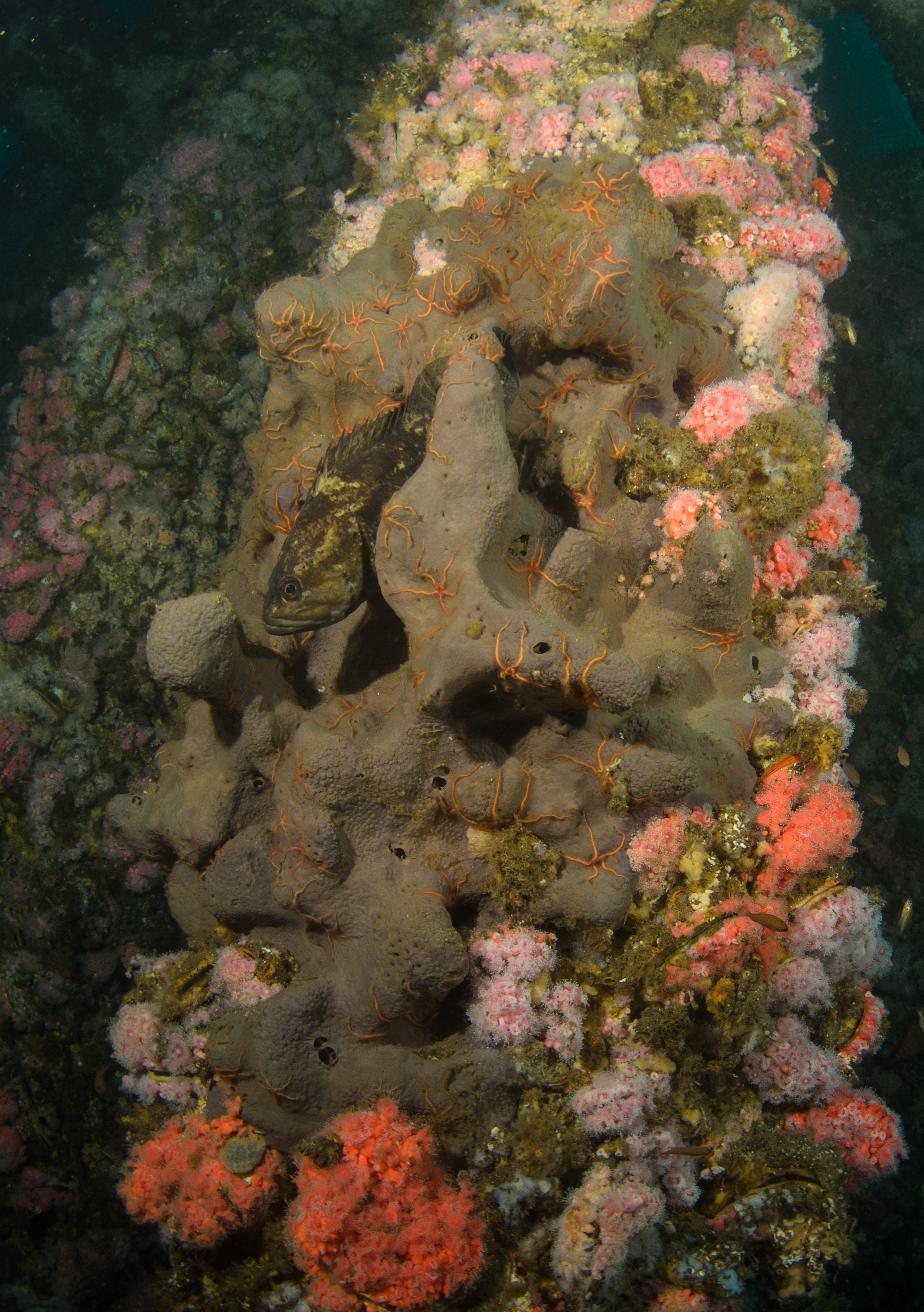 DSC_9796 – 2016, America, Crispin, September, Sponges, U.S.A., USA, brittlestar, california, ellen, elly, oil, rig, rockfish, seacology, seacologynz.com