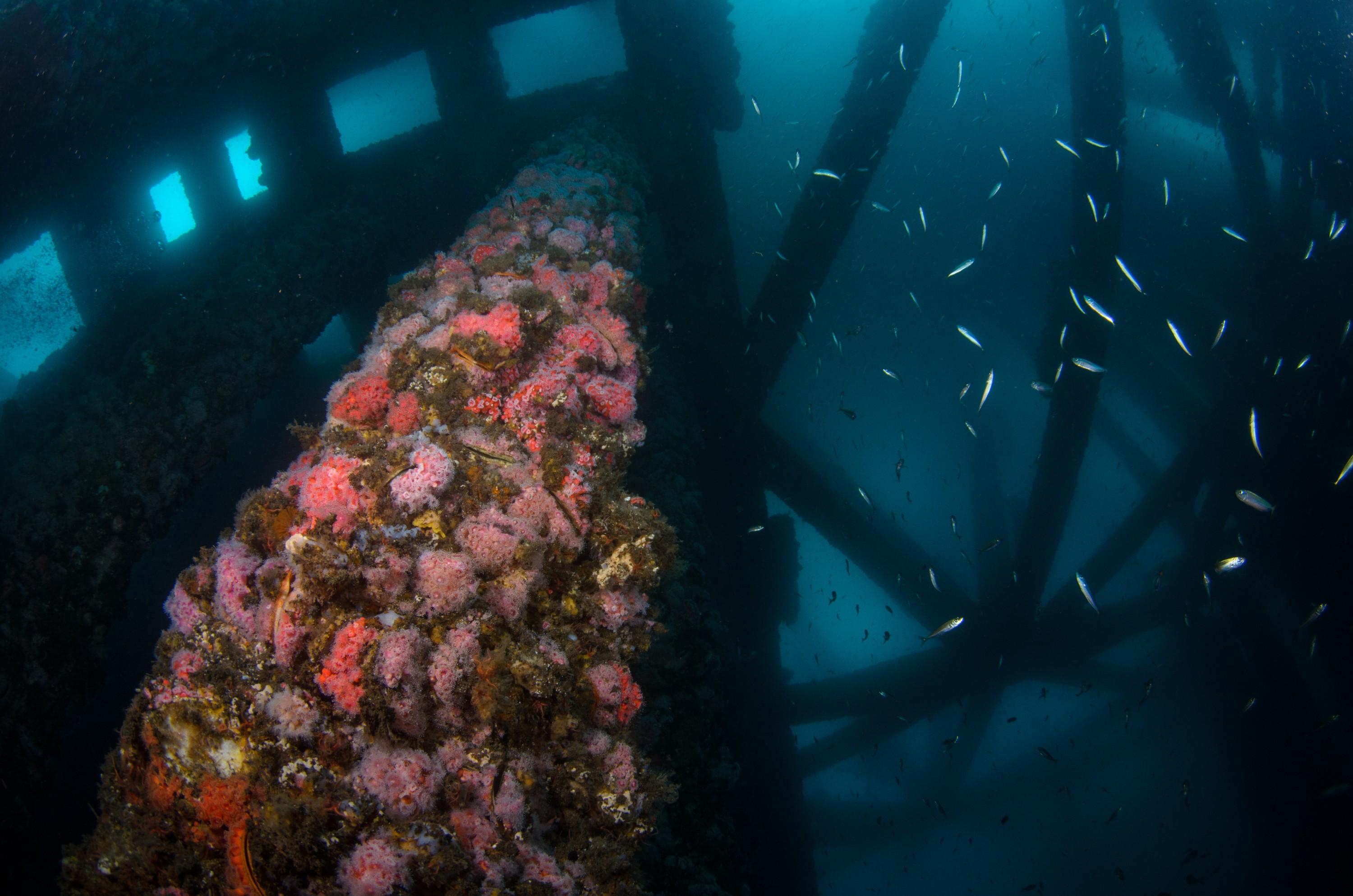 DSC_9818 – 2016, America, Crispin, September, U.S.A., USA, california, ellen, elly, oil, rig, seacology, seacologynz.com