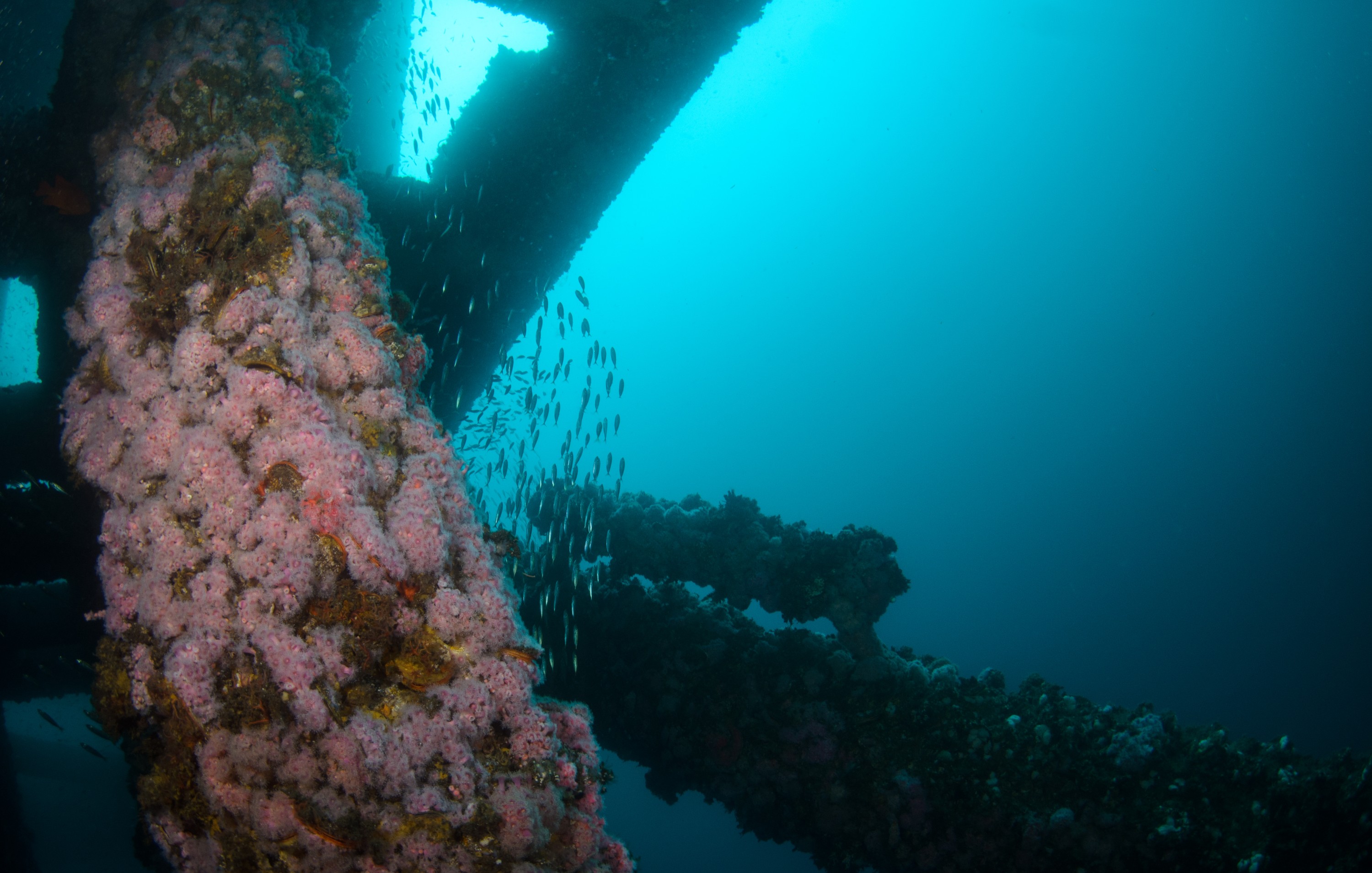 DSC_9826 – 2016, America, Crispin, September, U.S.A., USA, california, ellen, elly, oil, rig, seacology, seacologynz.com