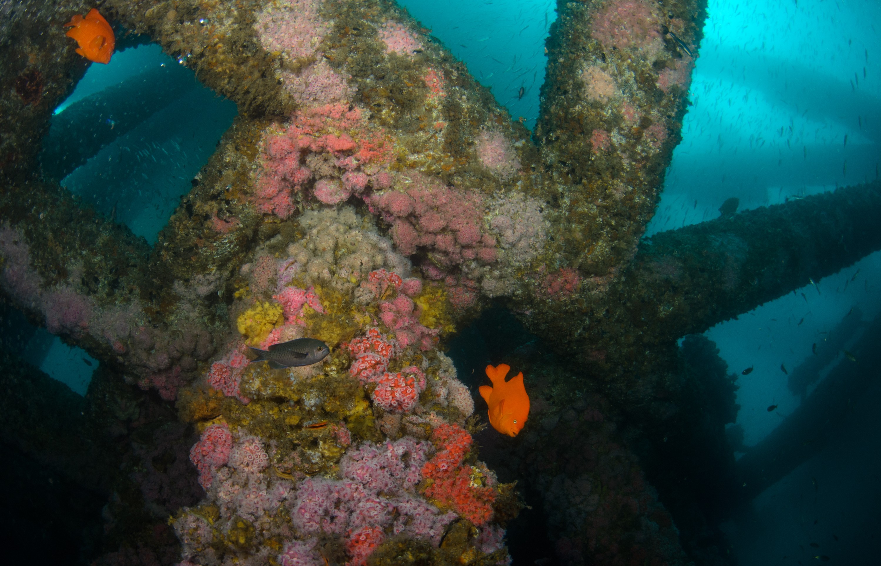 DSC_9847 – 2016, America, Crispin, Garibaldi, Hypsypops, Peace, September, U.S.A., USA, california, damselfish, ellen, elly, oil, rig, rubicundus, seacology, seacologynz.com