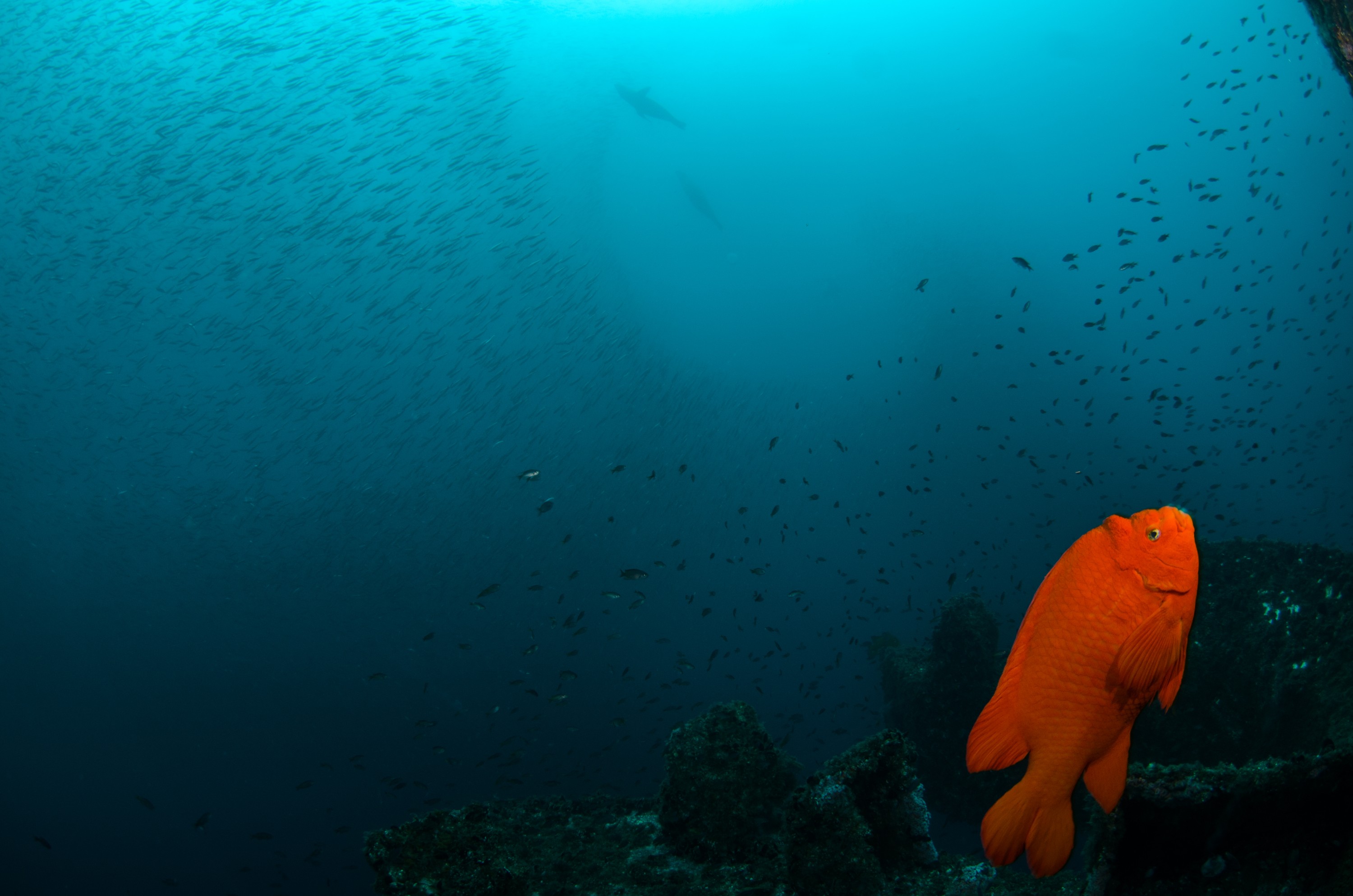 DSC_9872 – 2016, America, Crispin, Garibaldi, Hypsypops, Peace, September, U.S.A., USA, california, damselfish, ellen, elly, oil, rig, rubicundus, seacology, seacologynz.com
