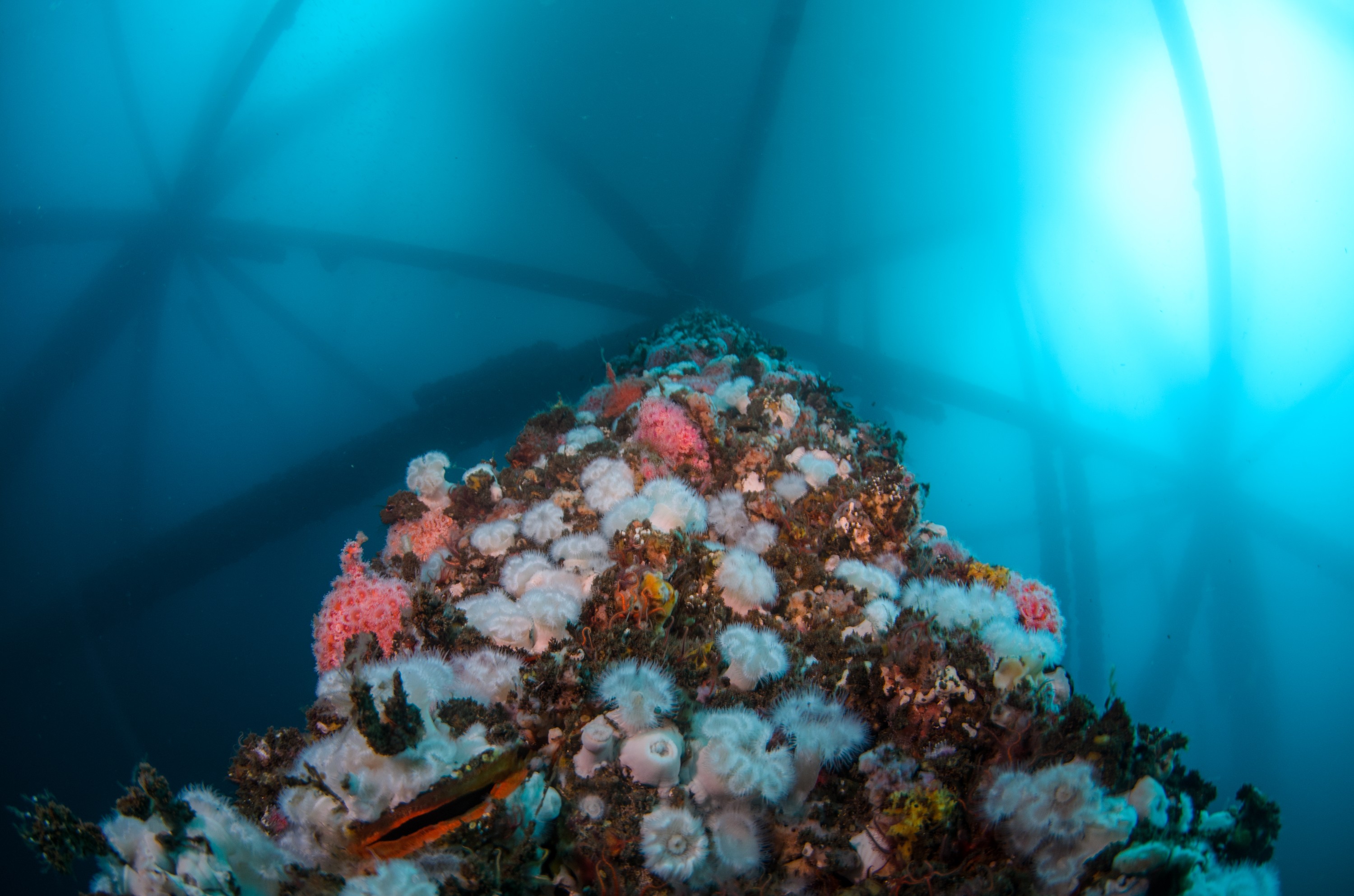 DSC_9988 – 2016, America, Crispin, September, U.S.A., USA, california, ellen, elly, oil, rig, seacology, seacologynz.com