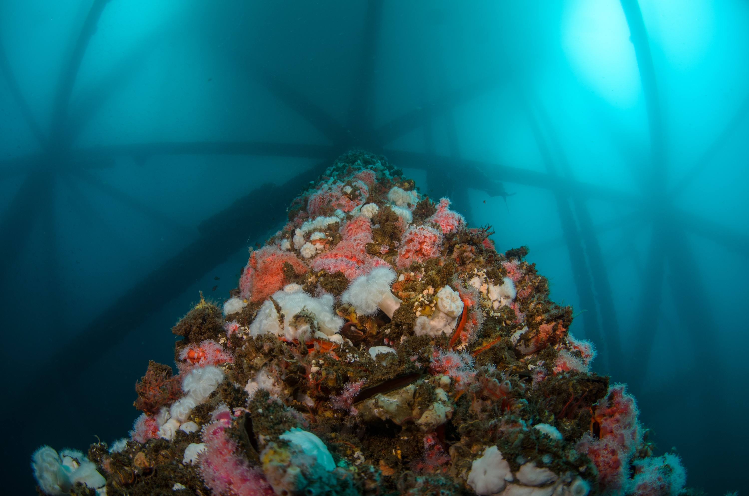 DSC_9993 – 2016, America, Crispin, September, U.S.A., USA, california, ellen, elly, oil, rig, seacology, seacologynz.com