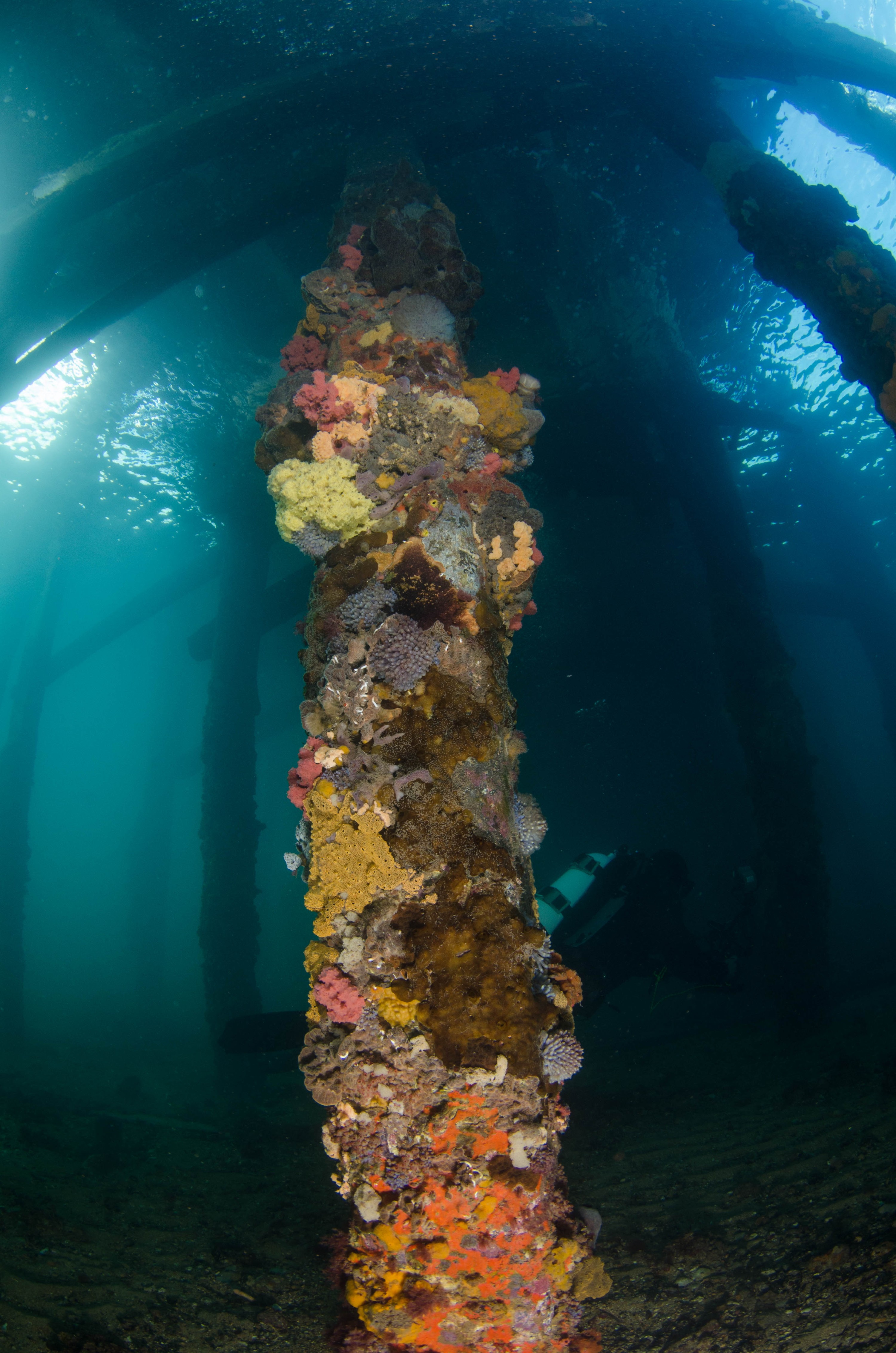 DSC_5973 – 2017, Adelaide, Edithburgh, South Australia, encrusting, fouling, july, seacology, structure, temperate, wharf, winter