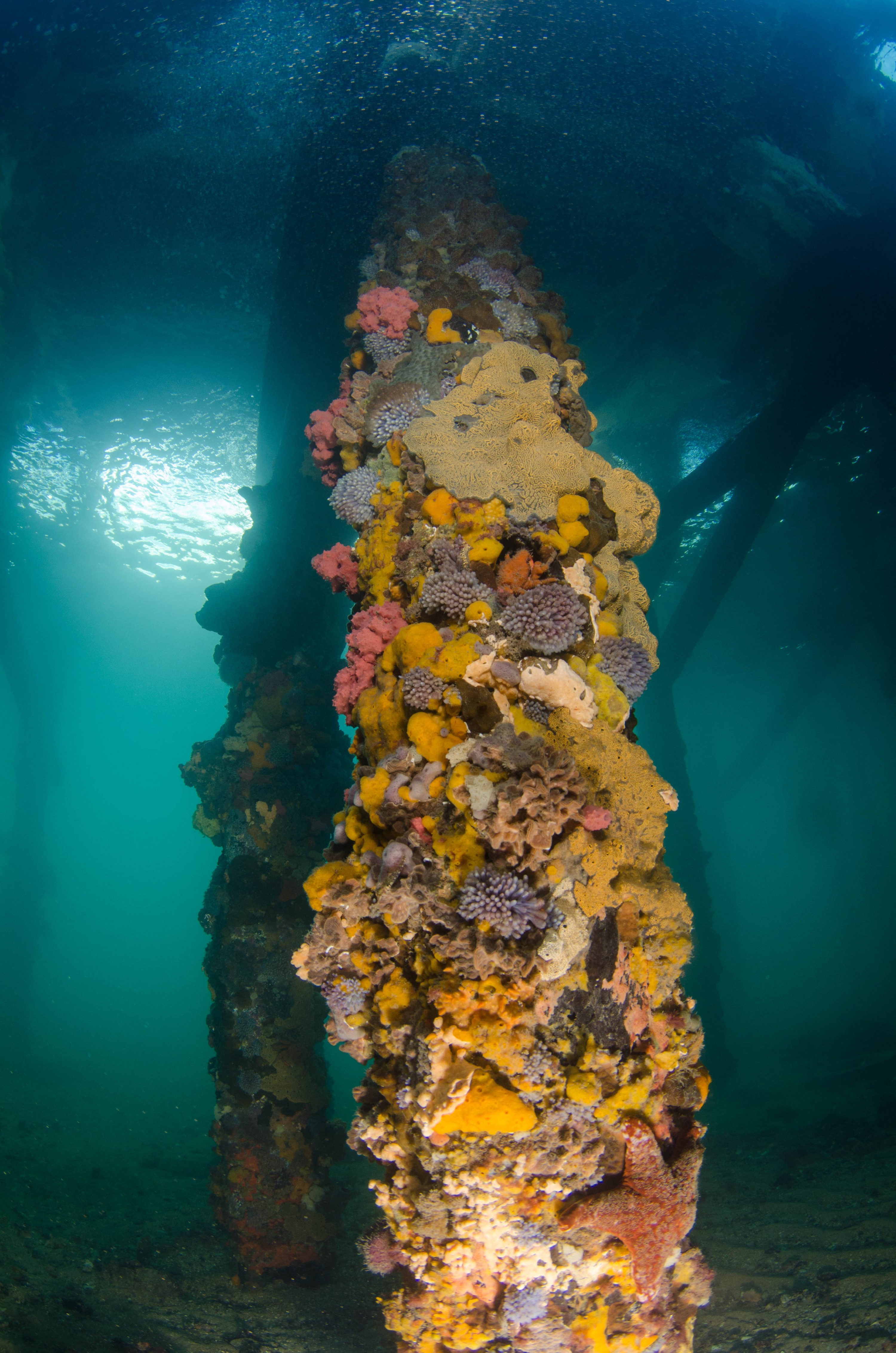 DSC_5974 – 2017, Adelaide, Edithburgh, South Australia, encrusting, fouling, july, seacology, structure, temperate, wharf, winter