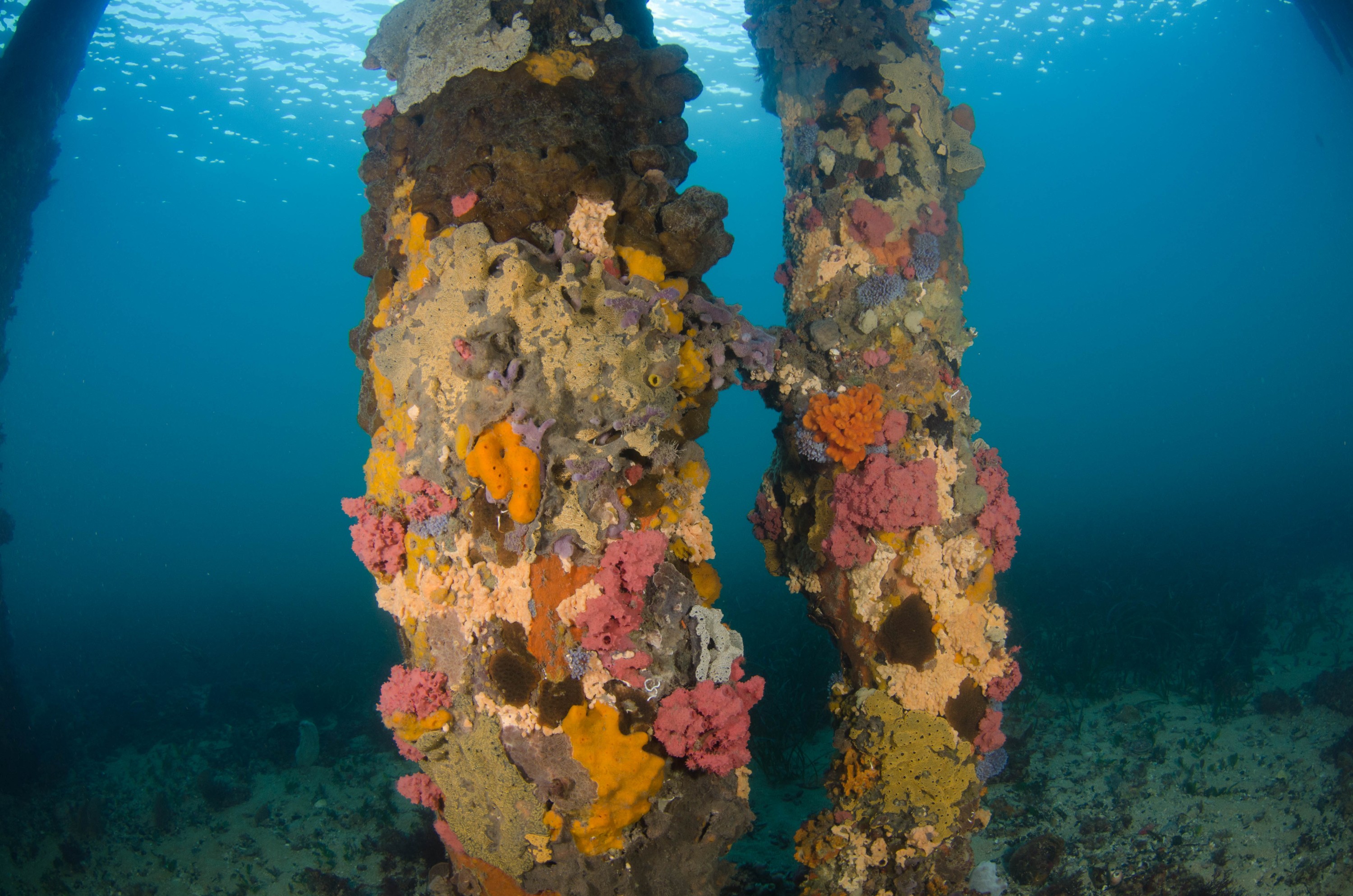 DSC_5975 – 2017, Adelaide, Edithburgh, South Australia, encrusting, fouling, july, seacology, structure, temperate, wharf, winter