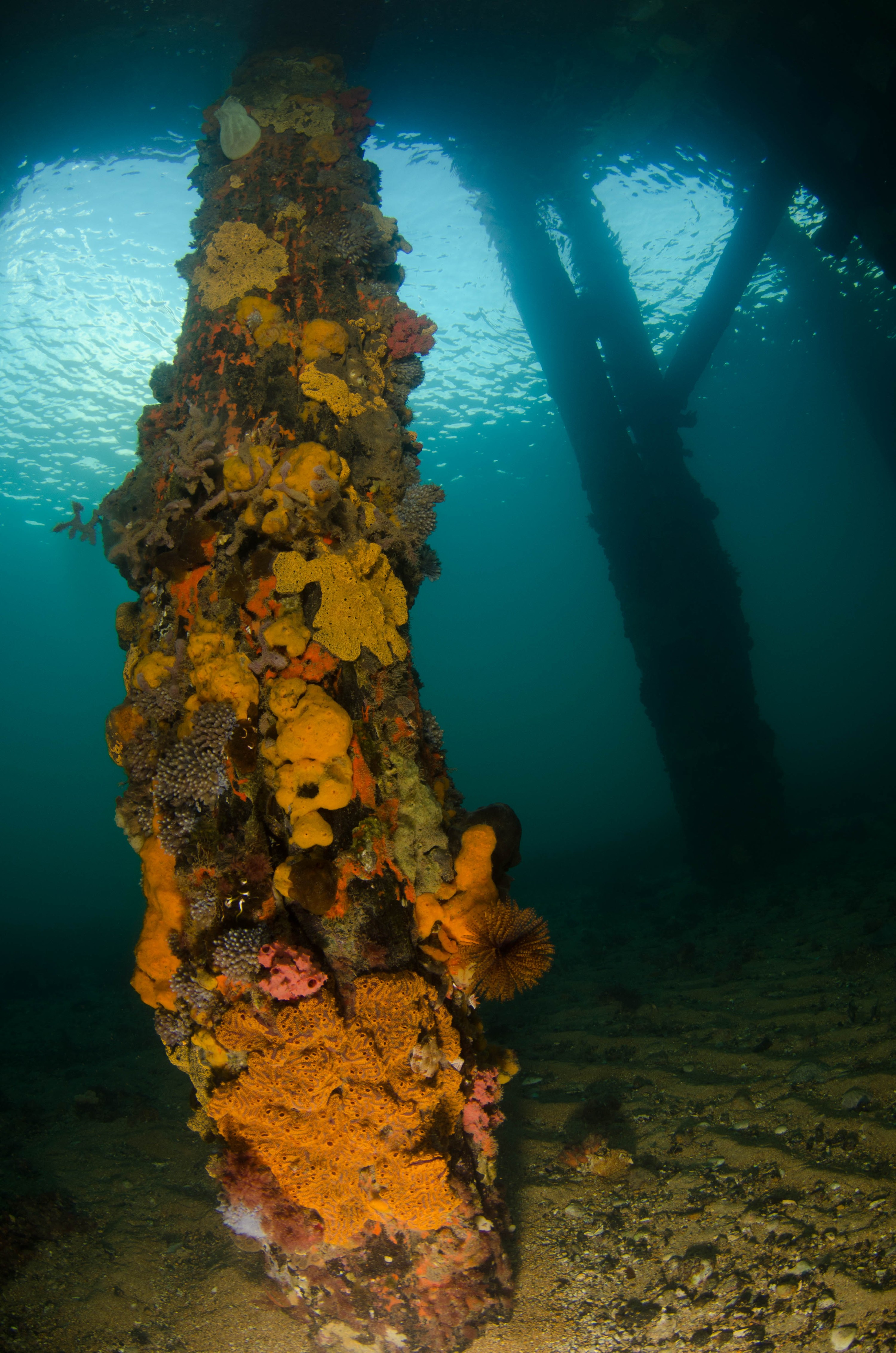 DSC_5977 – 2017, Adelaide, Edithburgh, South Australia, encrusting, fouling, july, seacology, structure, temperate, wharf, winter