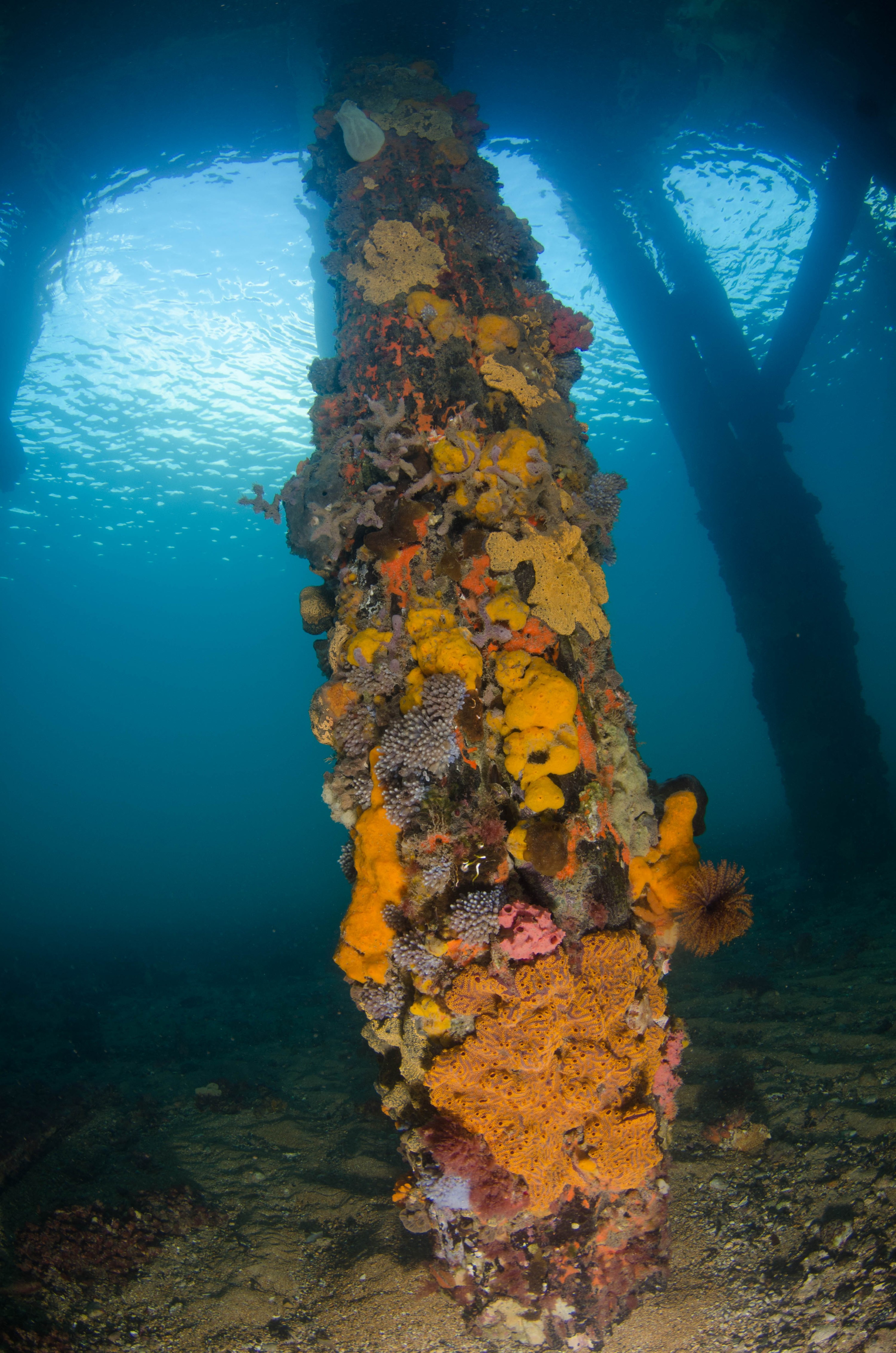 DSC_5978 – 2017, Adelaide, Edithburgh, South Australia, encrusting, fouling, july, seacology, structure, temperate, wharf, winter