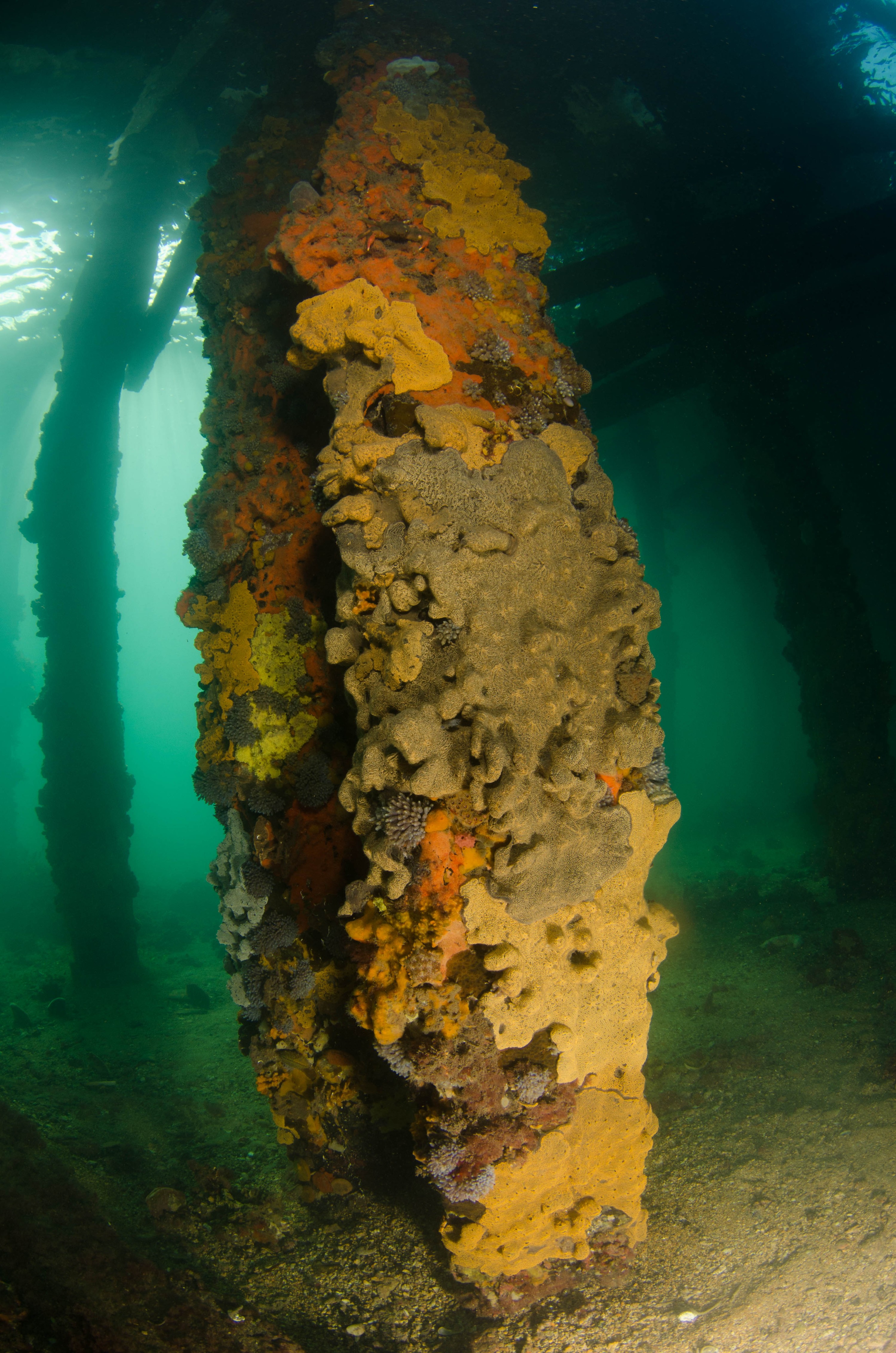 DSC_5985 – 2017, Adelaide, Edithburgh, South Australia, encrusting, fouling, july, seacology, structure, temperate, wharf, winter