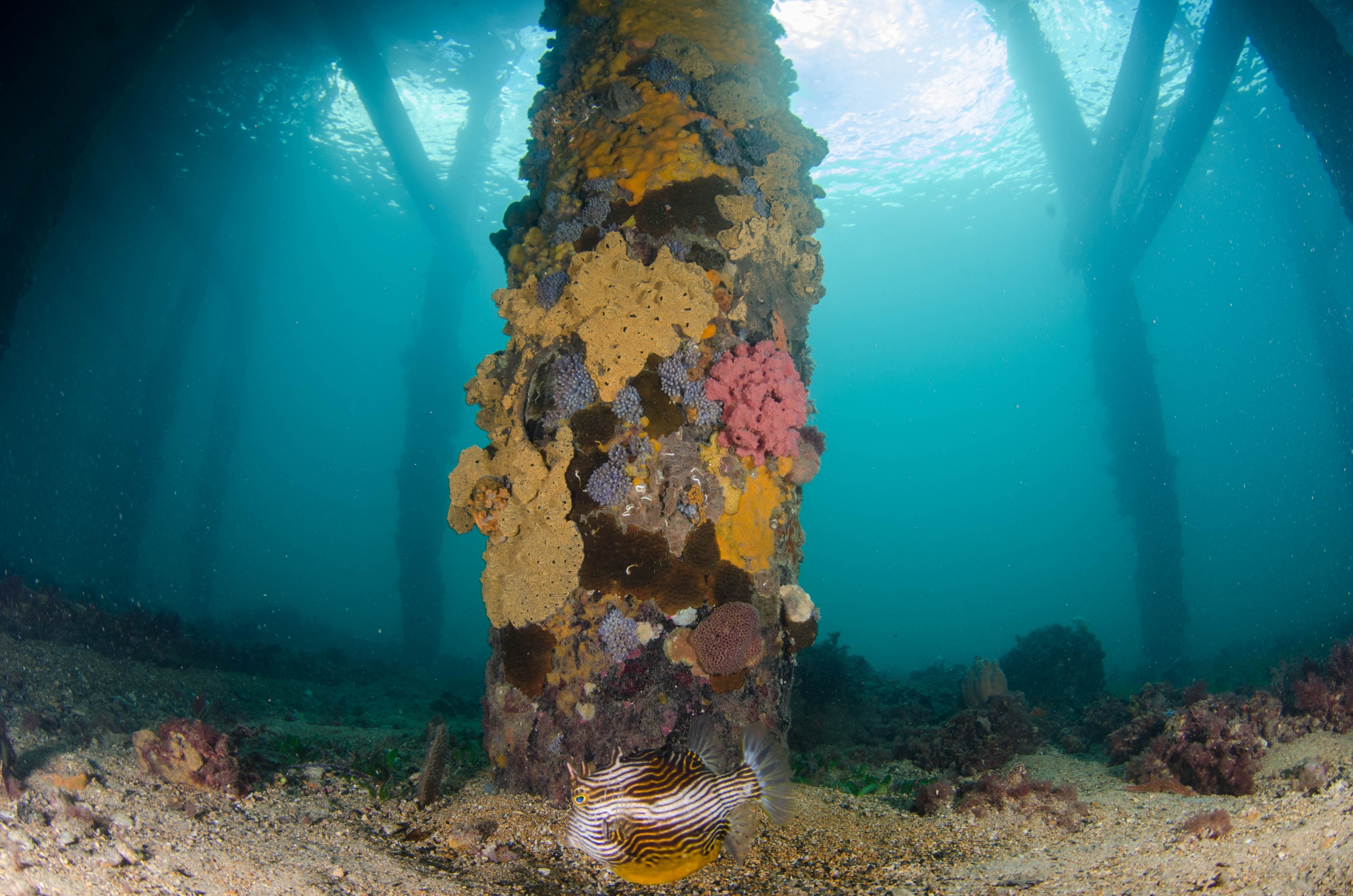 DSC_5991 – 2017, Adelaide, Edithburgh, South Australia, encrusting, fouling, july, seacology, structure, temperate, wharf, winter