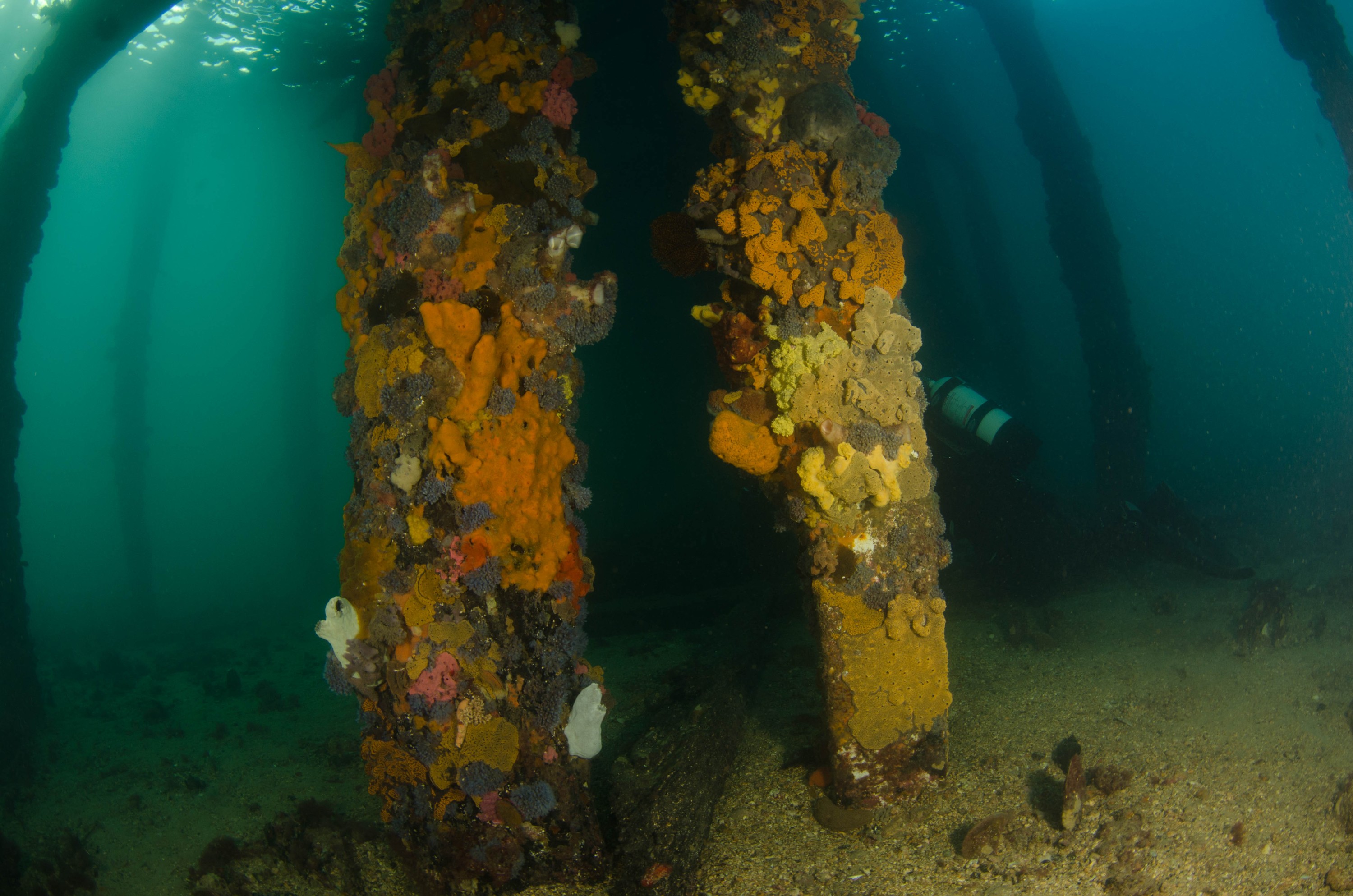 DSC_5997 – 2017, Adelaide, Edithburgh, South Australia, encrusting, fouling, july, seacology, structure, temperate, wharf, winter