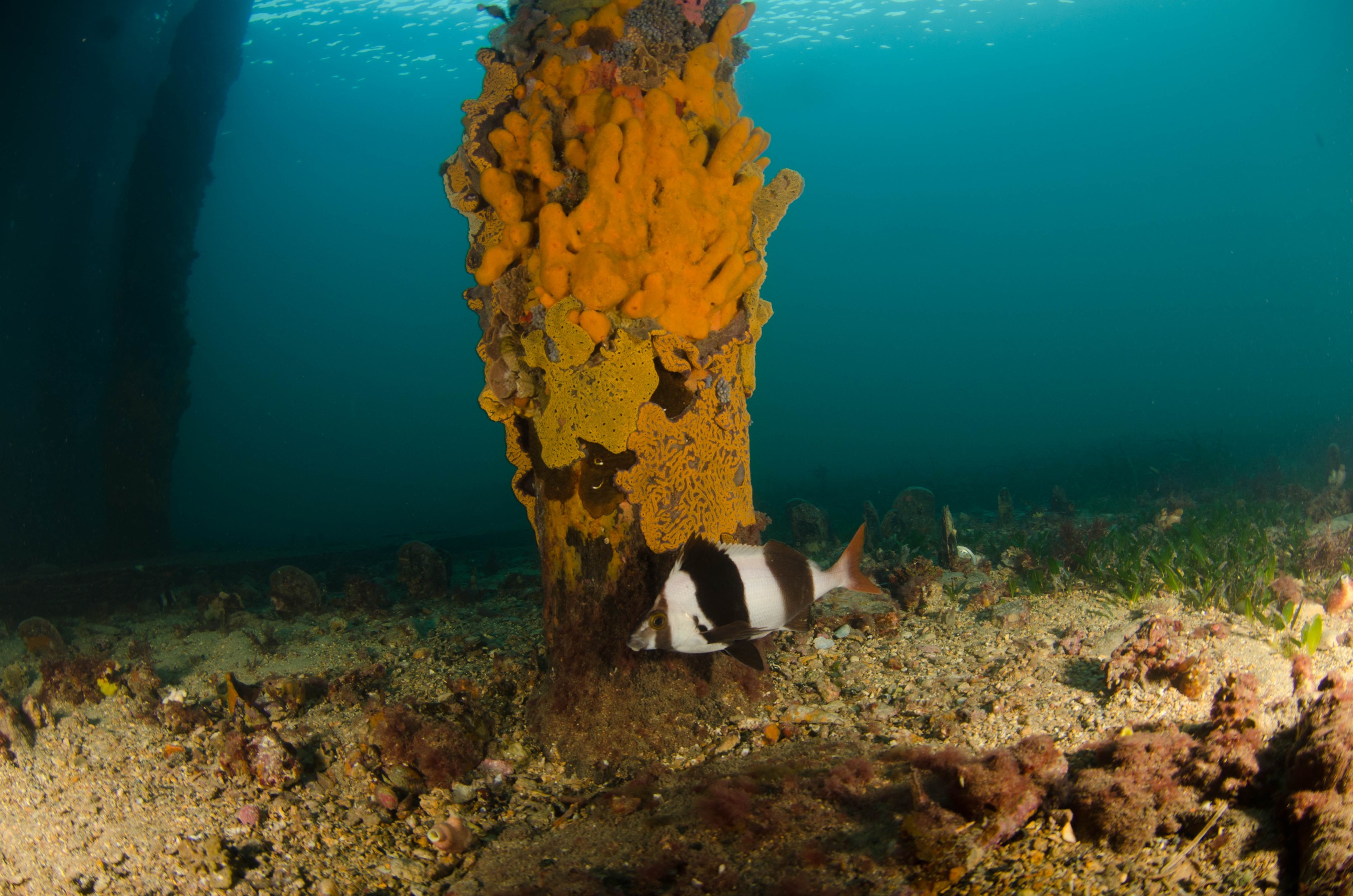 DSC_6001 – 2017, Adelaide, Edithburgh, South Australia, encrusting, fouling, july, seacology, structure, temperate, wharf, winter