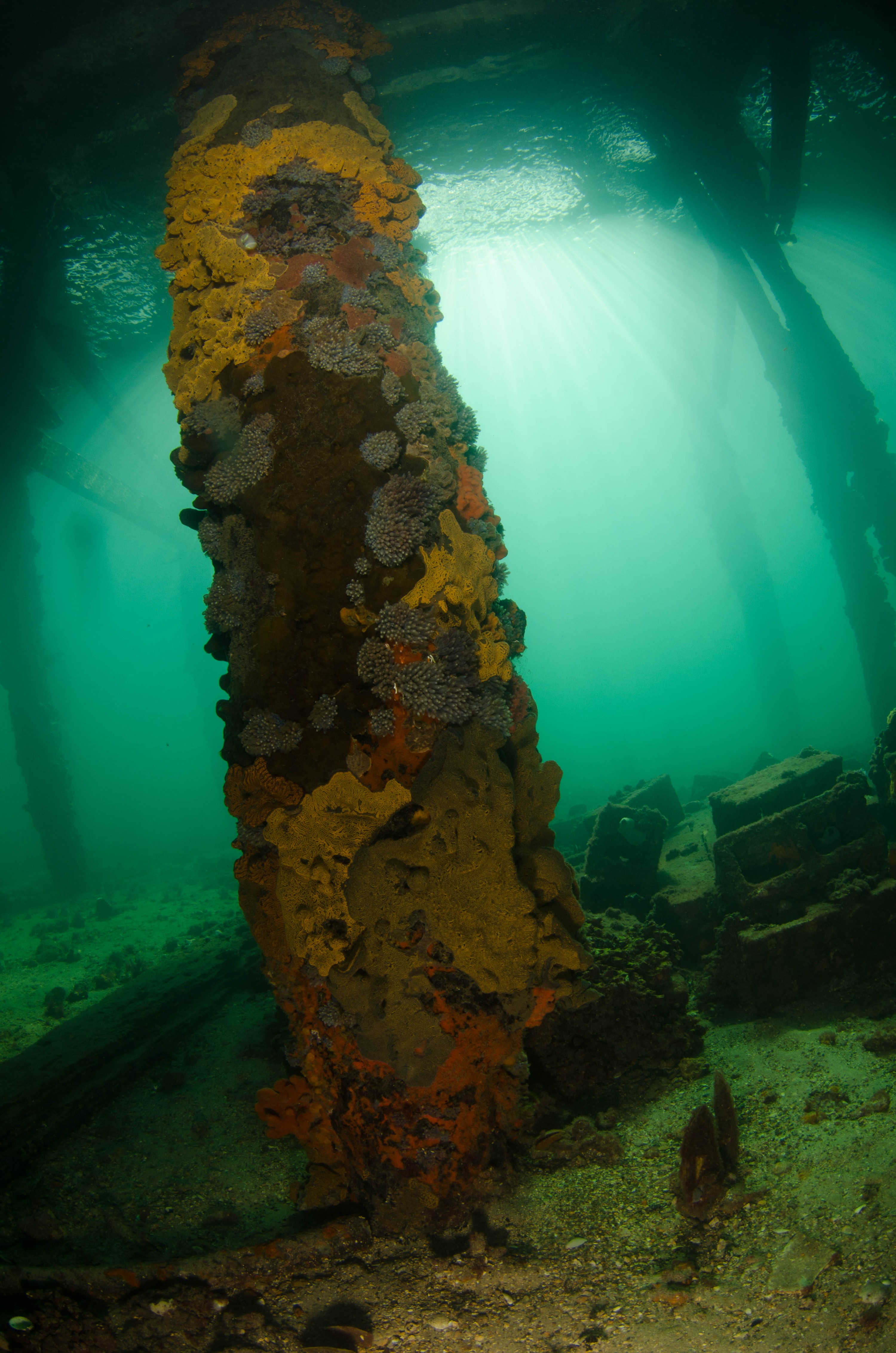 DSC_6009 – 2017, Adelaide, Edithburgh, South Australia, encrusting, fouling, july, seacology, structure, temperate, wharf, winter