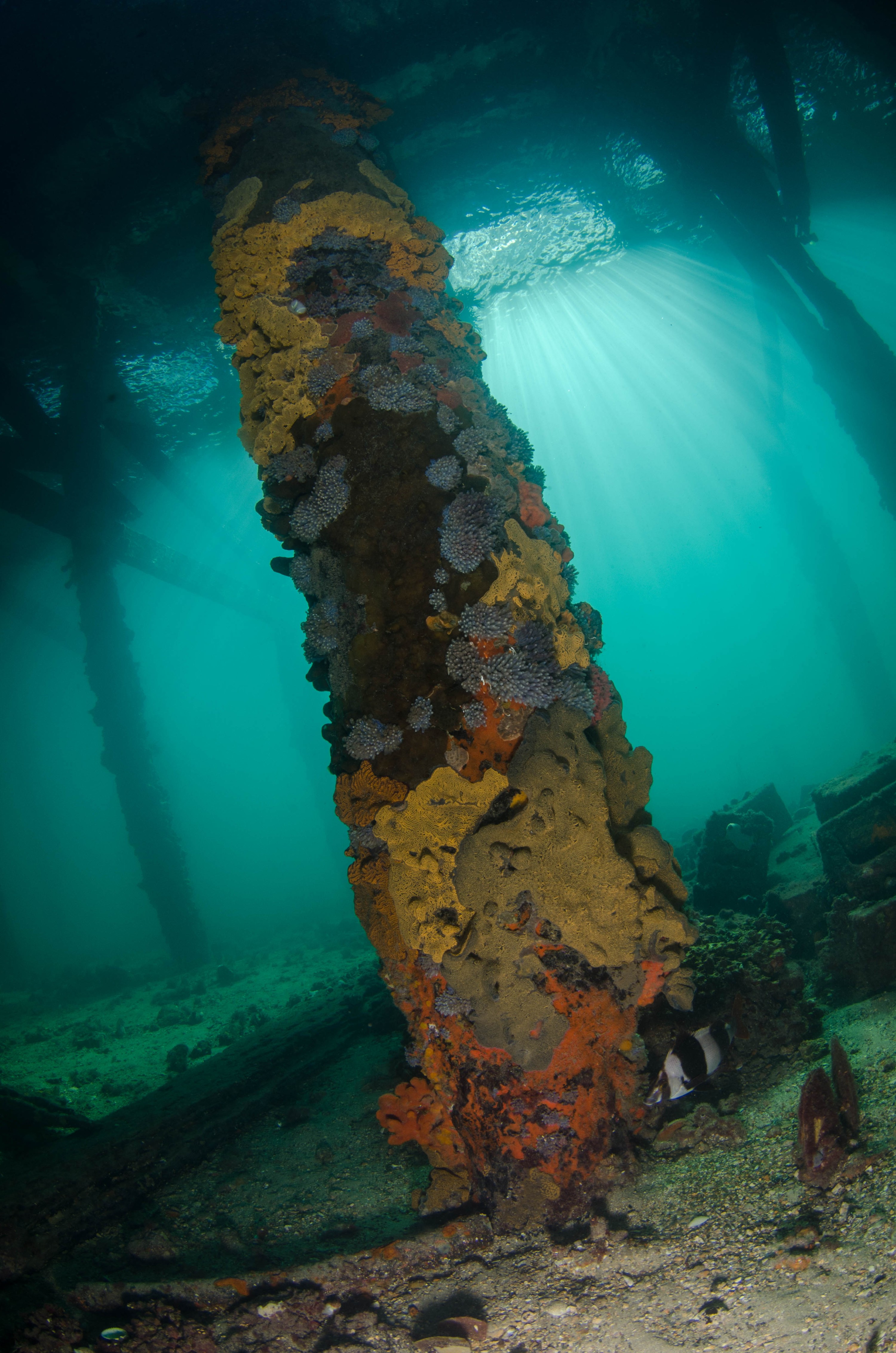 DSC_6011 – 2017, Adelaide, Edithburgh, South Australia, encrusting, fouling, july, seacology, structure, temperate, wharf, winter