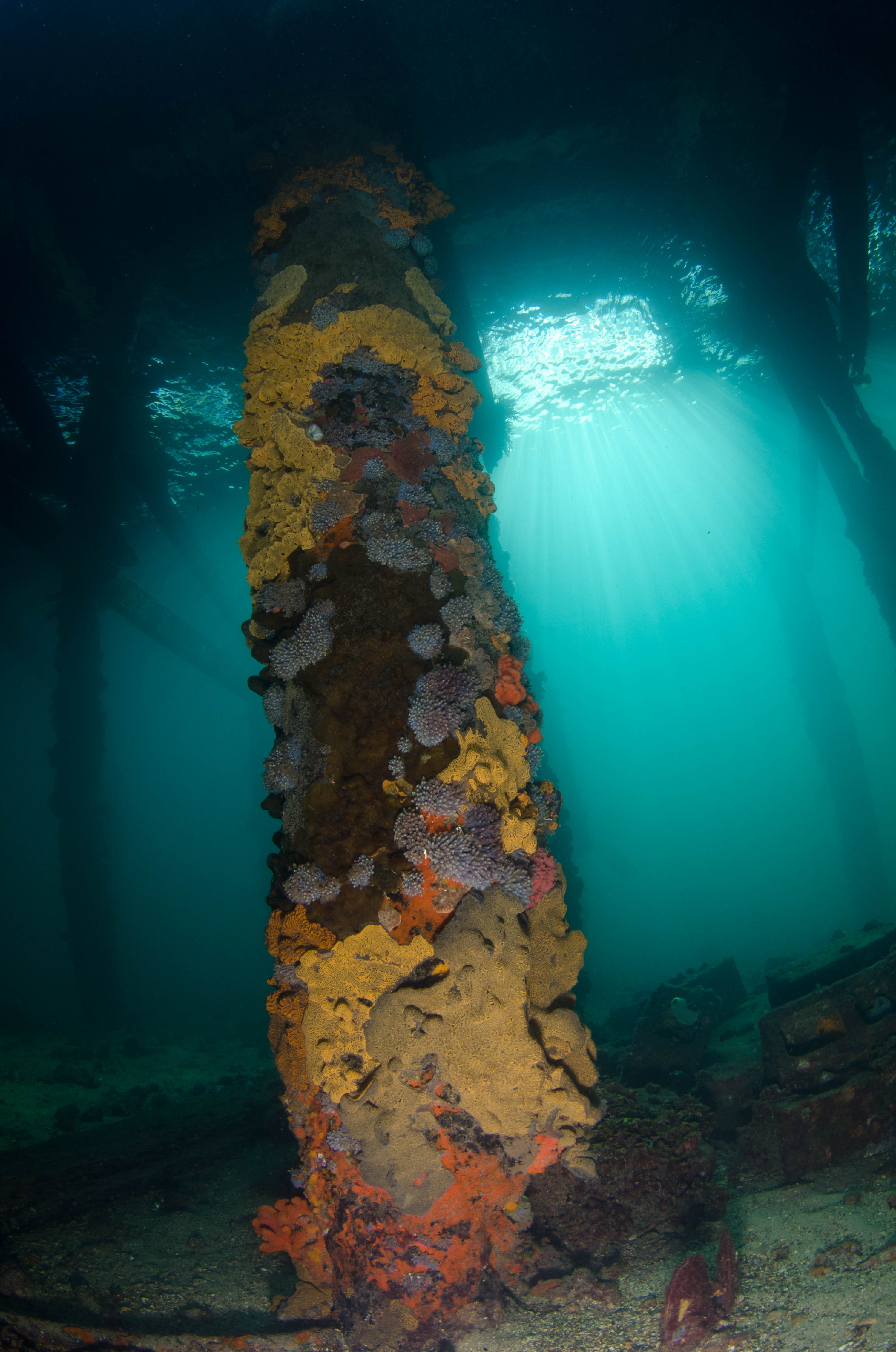 DSC_6012 – 2017, Adelaide, Edithburgh, South Australia, encrusting, fouling, july, seacology, structure, temperate, wharf, winter