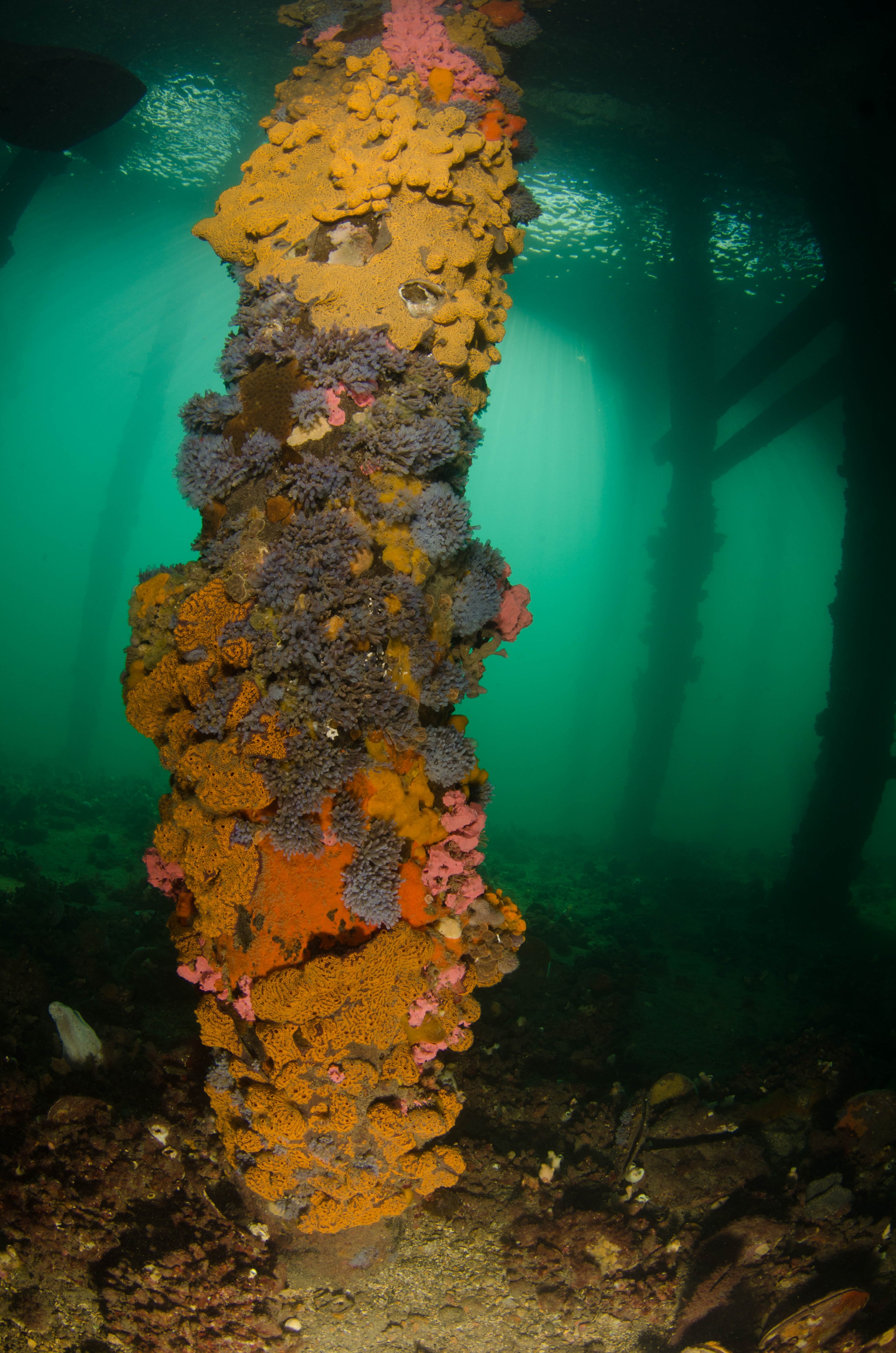 DSC_6017 – 2017, Adelaide, Edithburgh, South Australia, encrusting, fouling, july, seacology, structure, temperate, wharf, winter