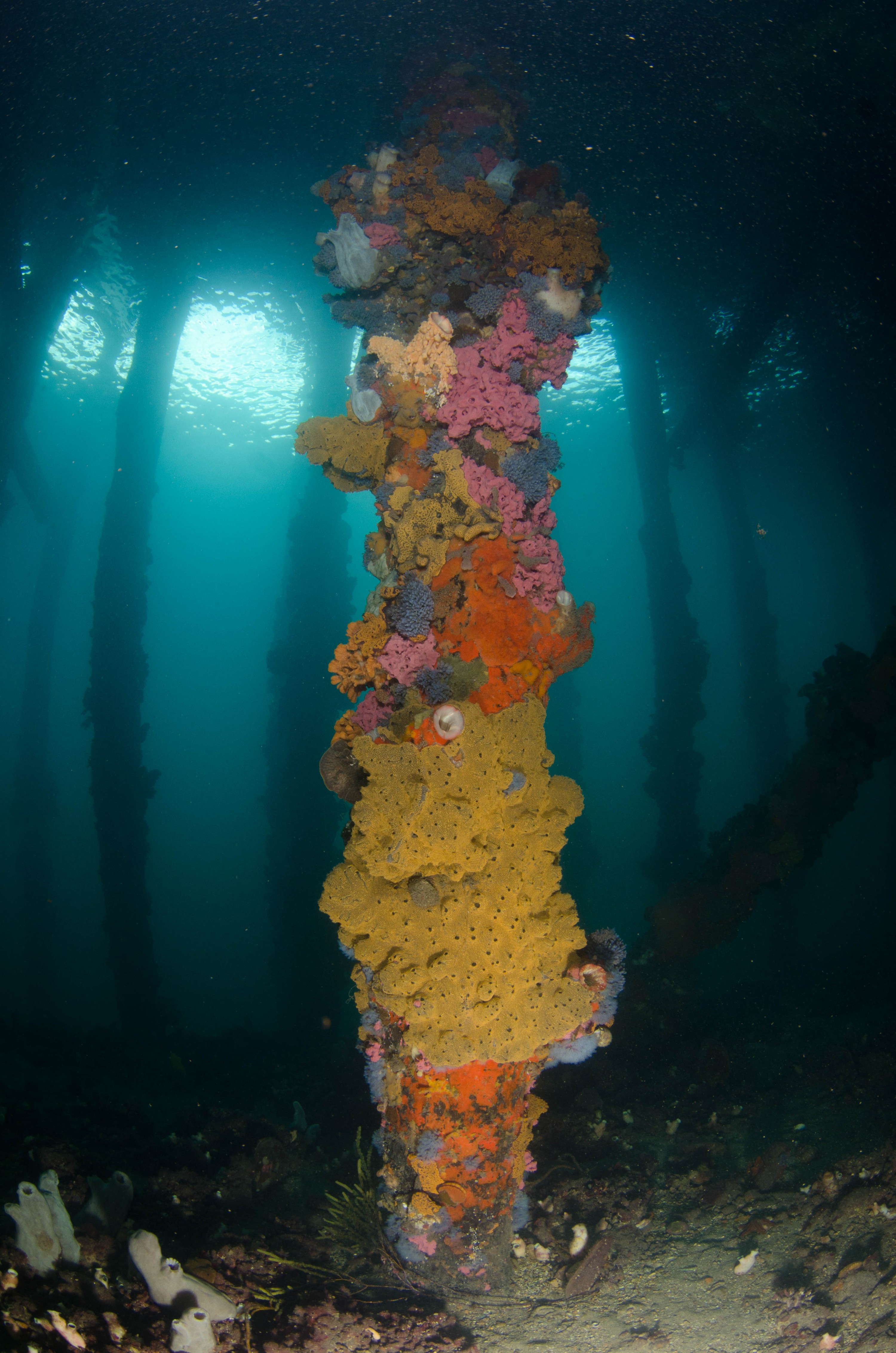 DSC_6023 – 2017, Adelaide, Edithburgh, South Australia, encrusting, fouling, july, seacology, structure, temperate, wharf, winter