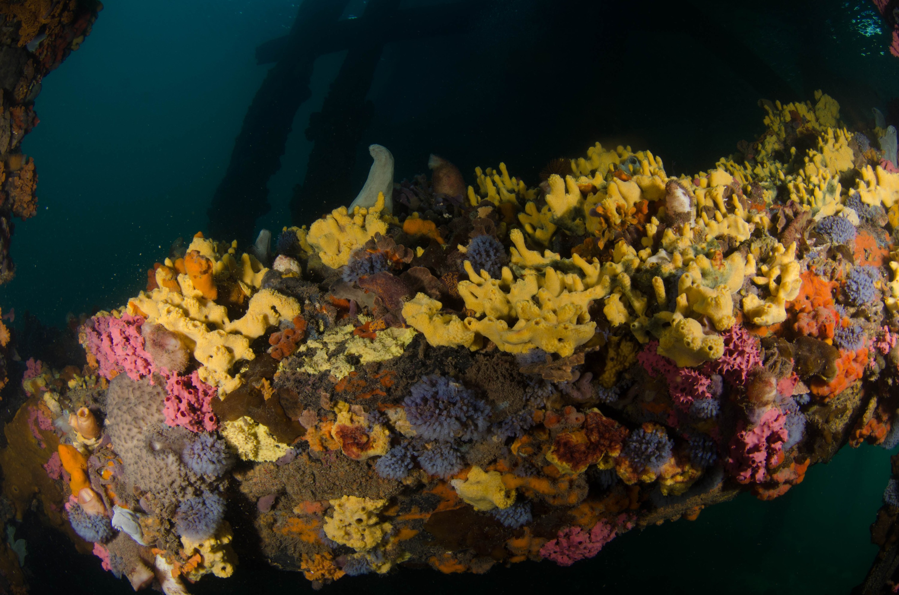 DSC_6030 – 2017, Adelaide, Edithburgh, South Australia, encrusting, fouling, july, seacology, structure, temperate, wharf, winter