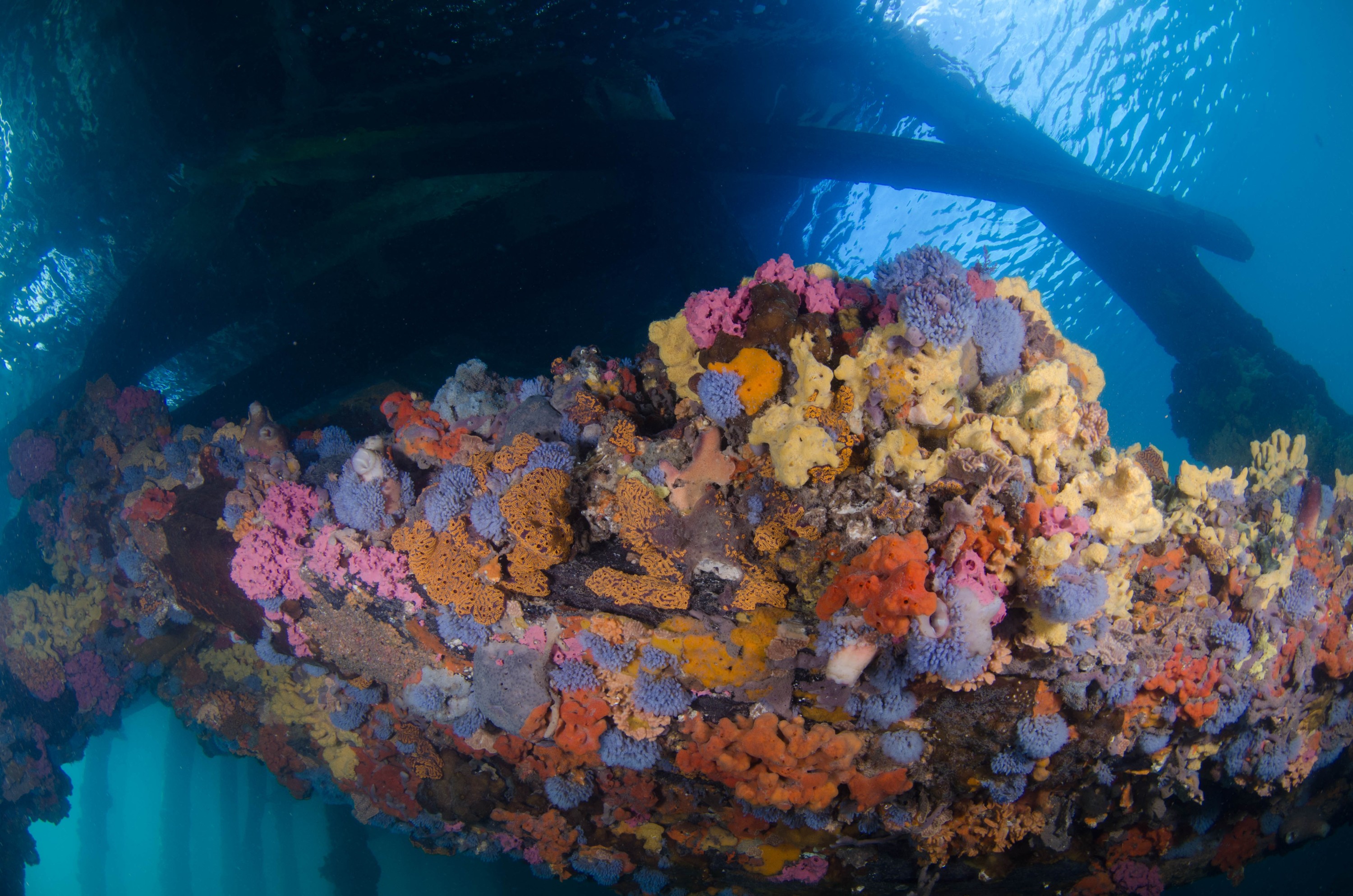 DSC_6032 – 2017, Adelaide, Edithburgh, South Australia, encrusting, fouling, july, seacology, structure, temperate, wharf, winter