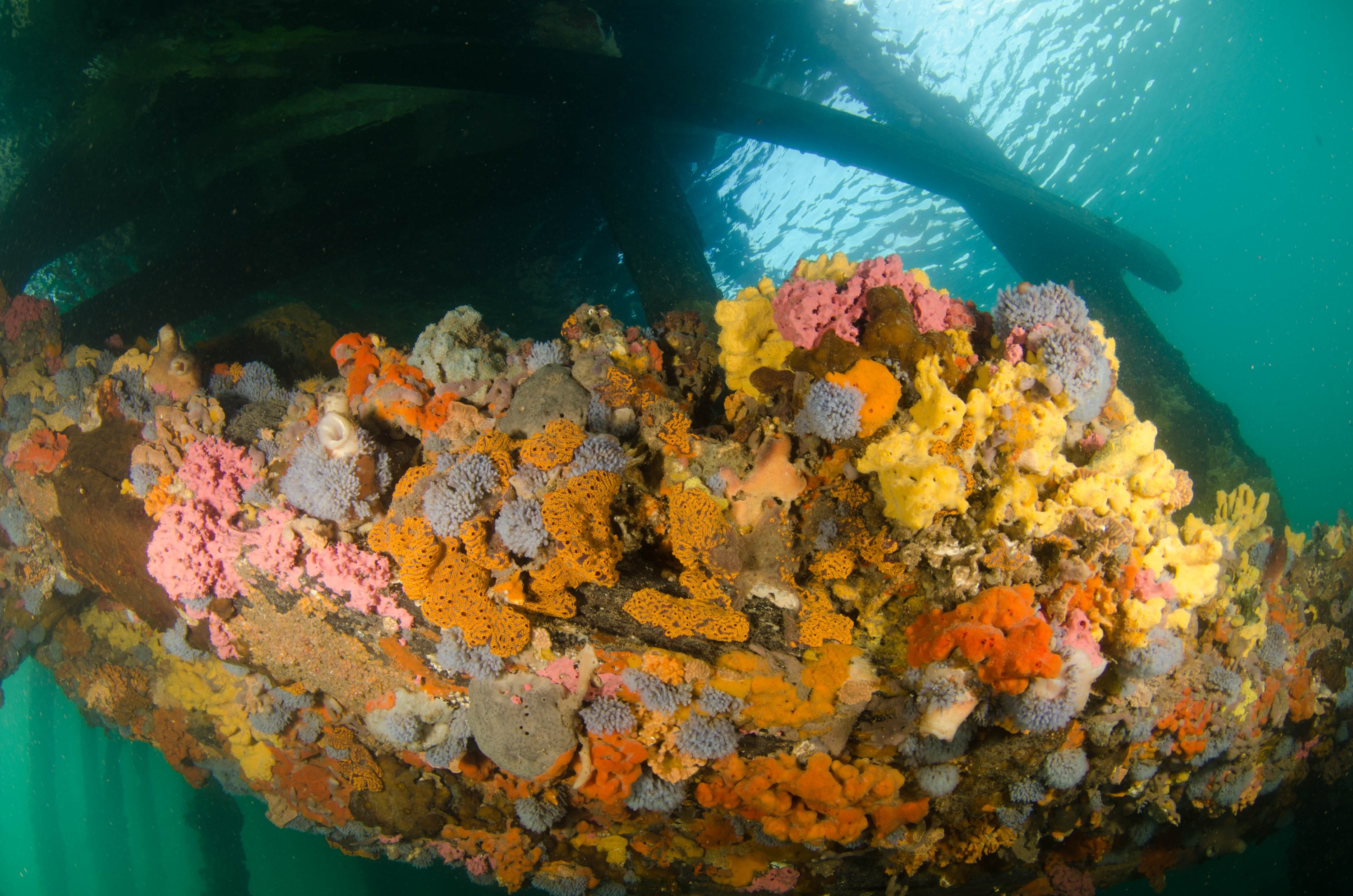 DSC_6033 – 2017, Adelaide, Edithburgh, South Australia, encrusting, fouling, july, seacology, structure, temperate, wharf, winter