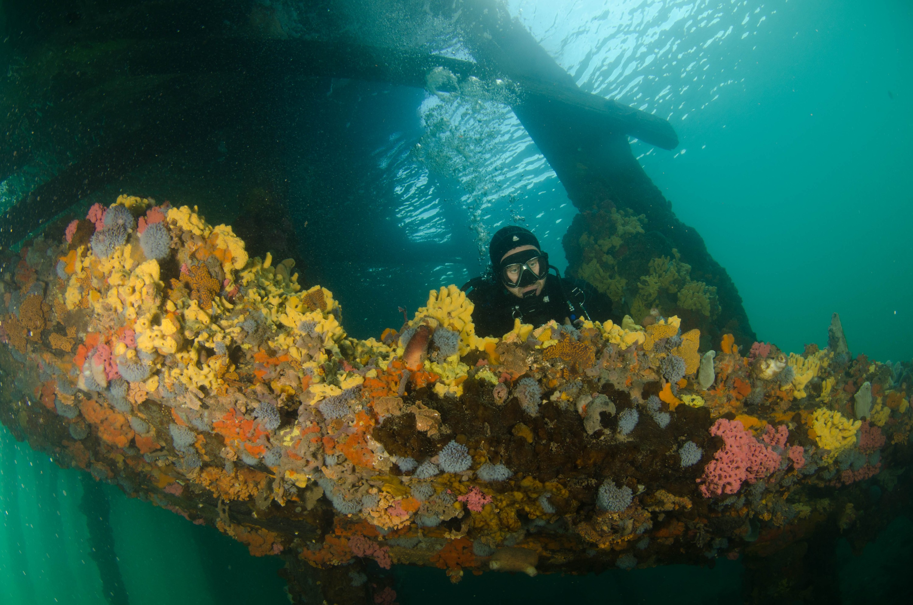 DSC_6035 – 2017, Adelaide, Edithburgh, South Australia, encrusting, fouling, july, seacology, structure, temperate, wharf, winter