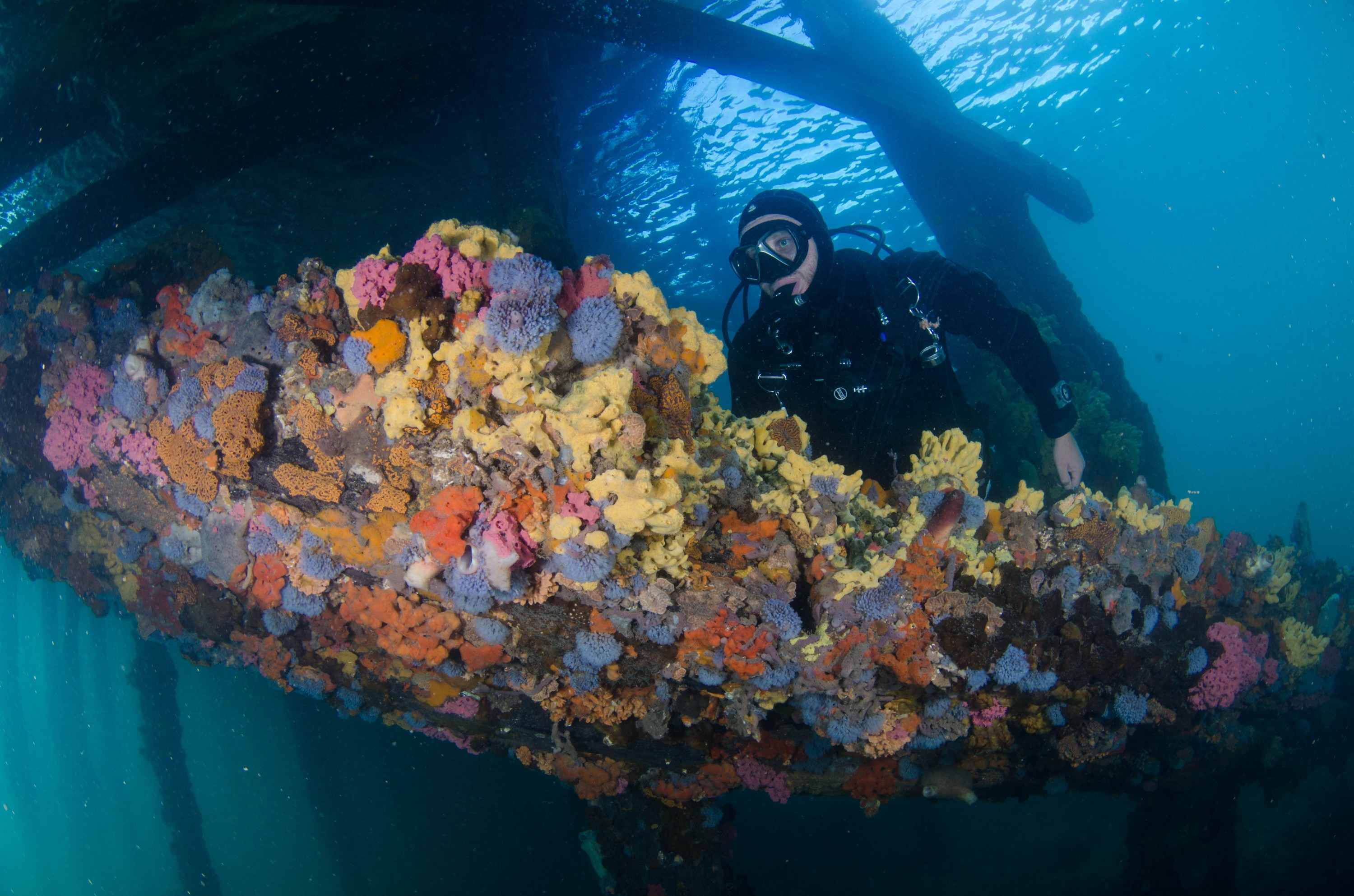 DSC_6037 – 2017, Adelaide, Edithburgh, South Australia, encrusting, fouling, july, seacology, structure, temperate, wharf, winter