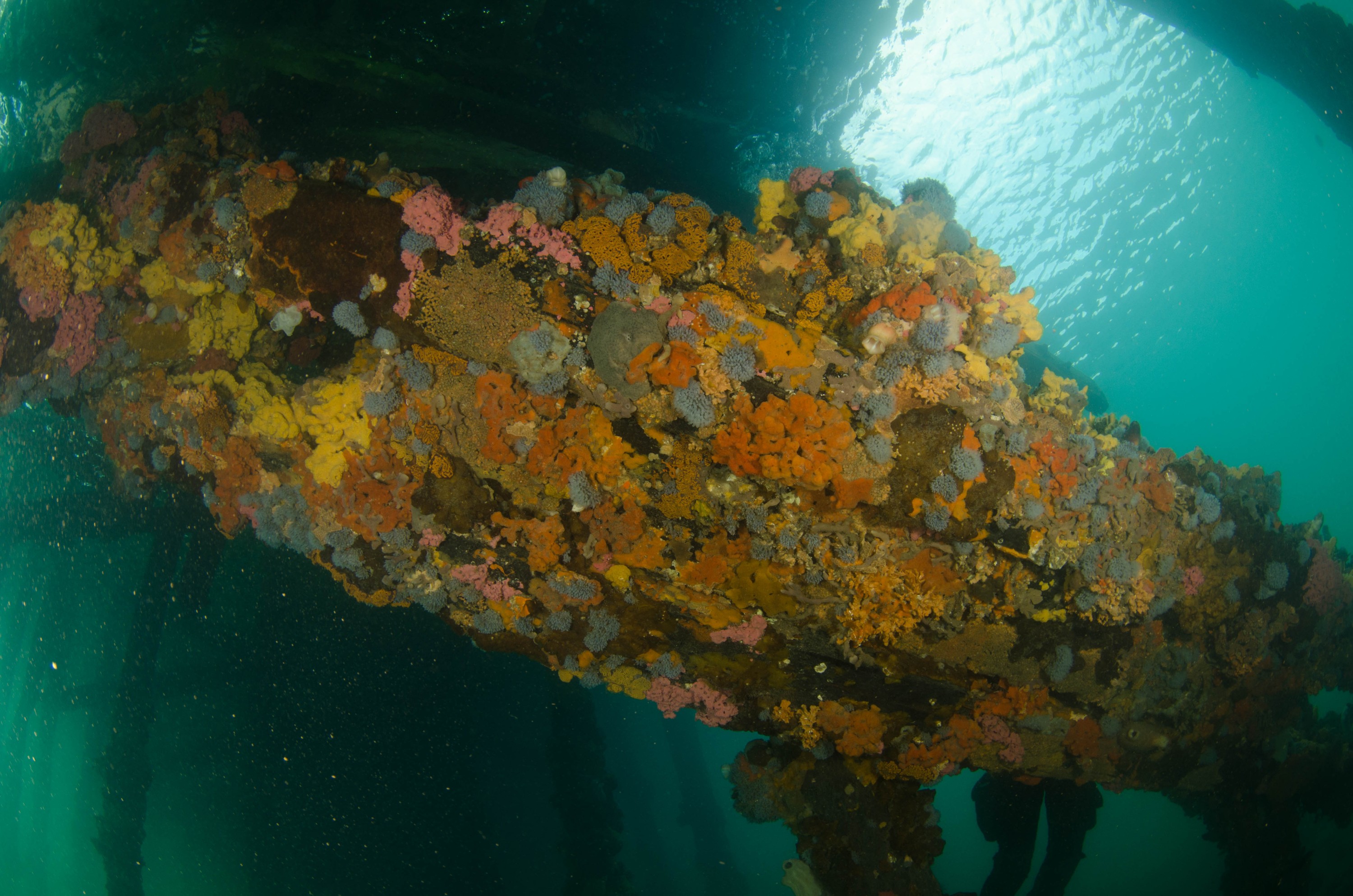 DSC_6038 – 2017, Adelaide, Edithburgh, South Australia, encrusting, fouling, july, seacology, structure, temperate, wharf, winter