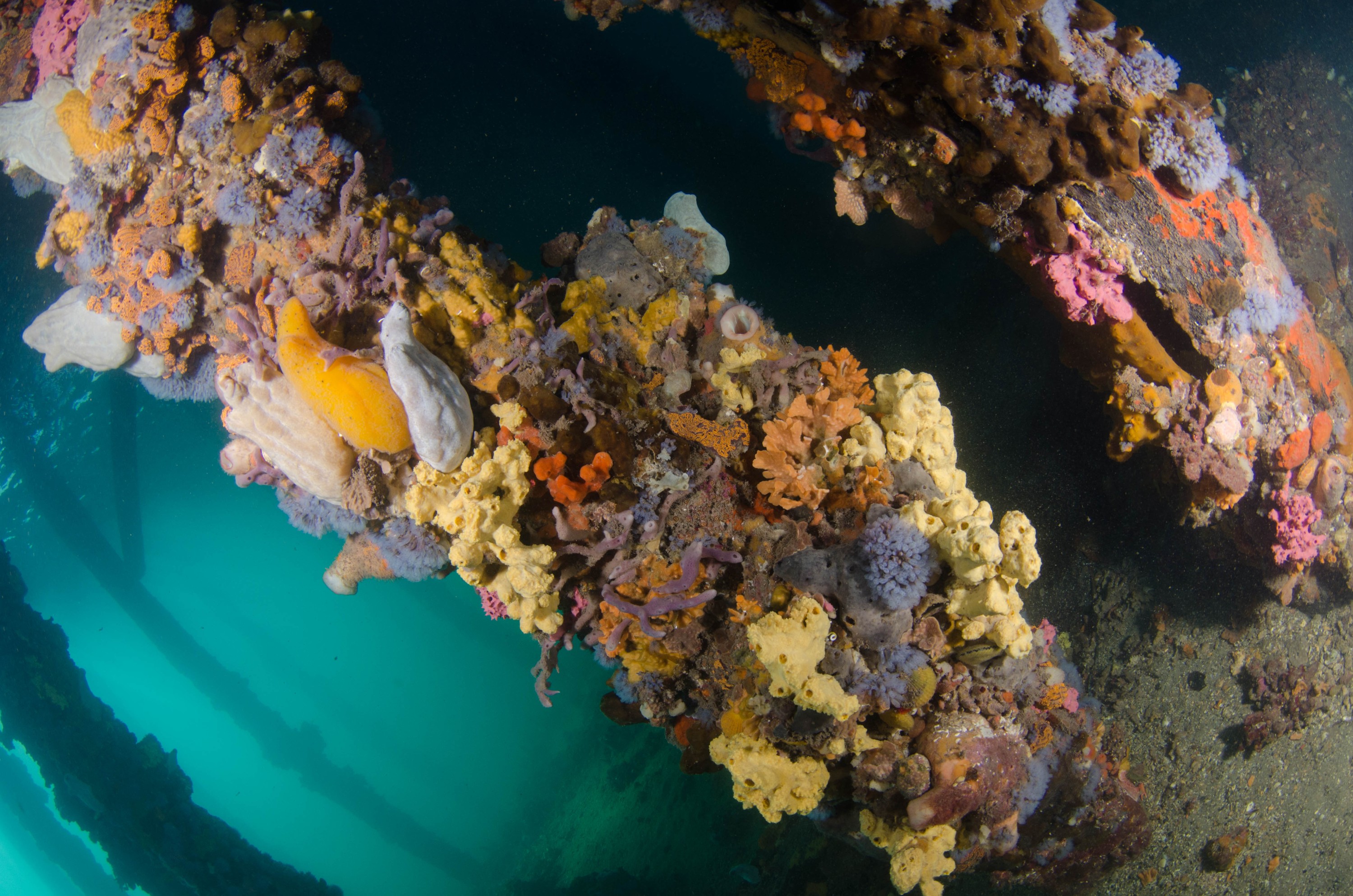 DSC_6050 – 2017, Adelaide, Edithburgh, South Australia, encrusting, fouling, july, seacology, structure, temperate, wharf, winter